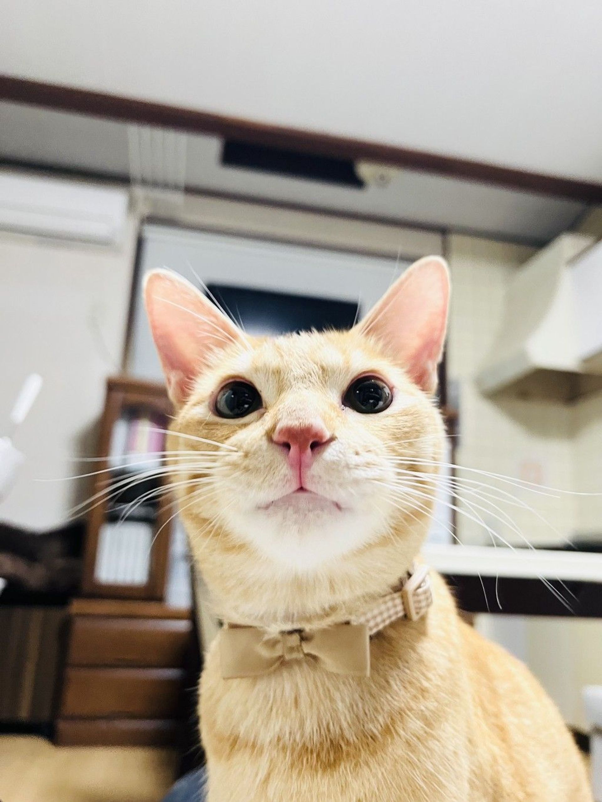 雑種（ミックス猫）・オスの里親募集の写真
