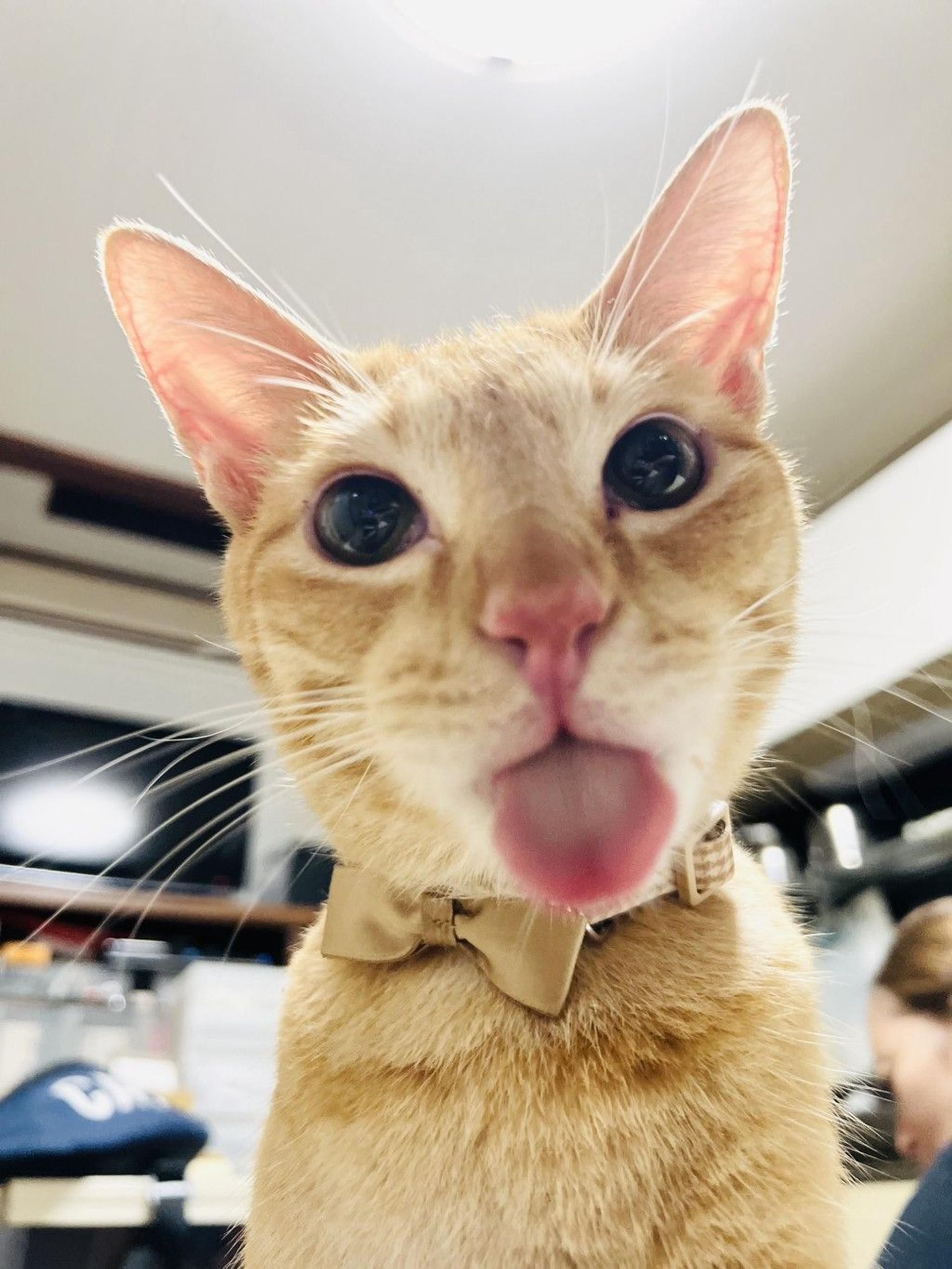 pet-image-2