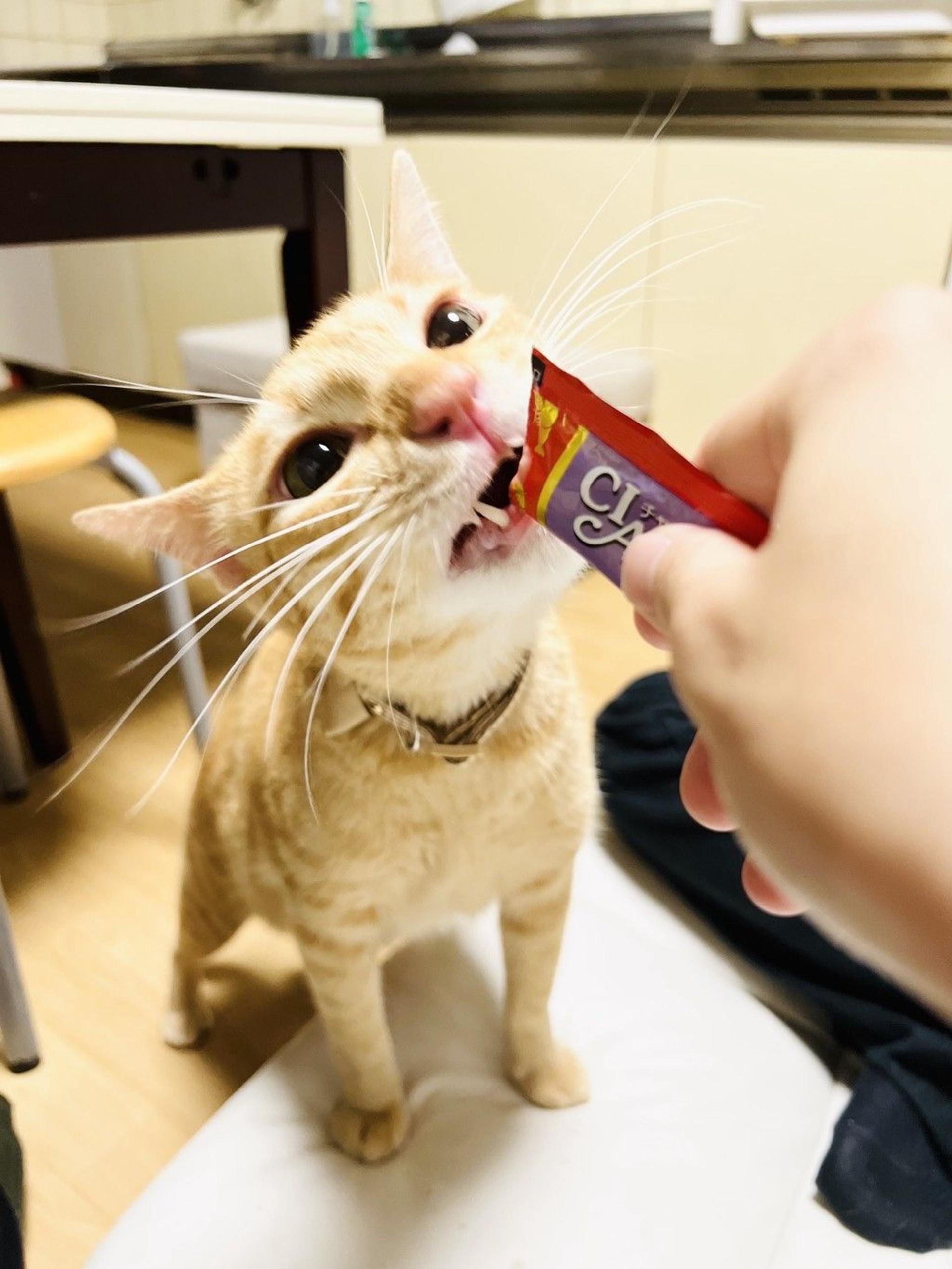 pet-image-5