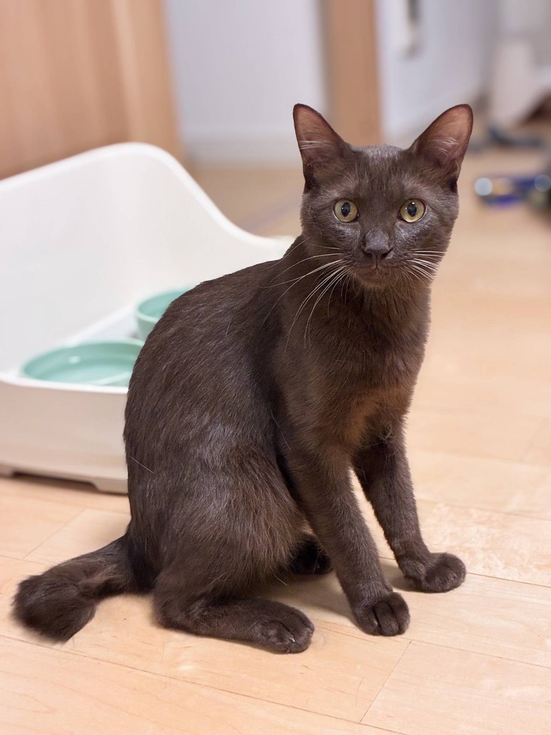 雑種（ミックス猫）・オスの里親募集の写真