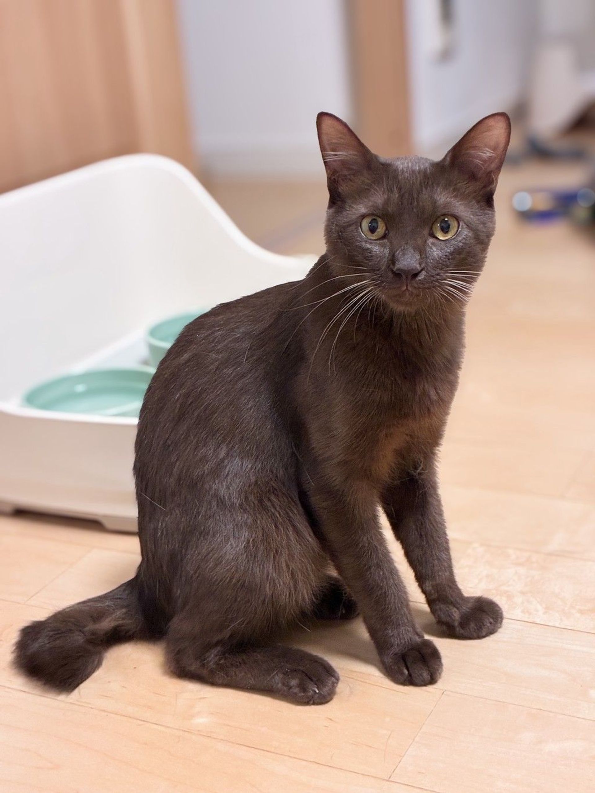 雑種（ミックス猫）・オスの里親募集の写真
