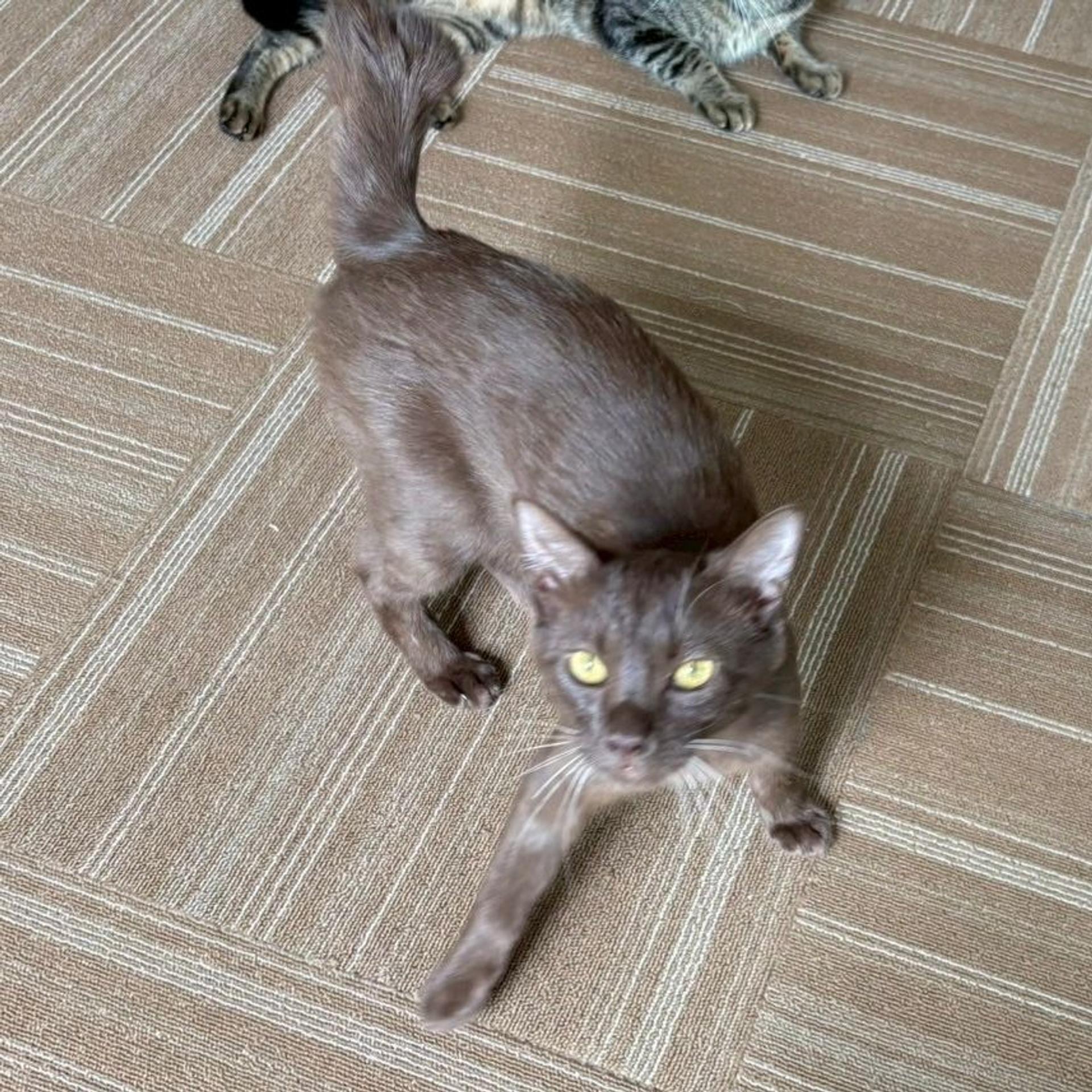 pet-image-3