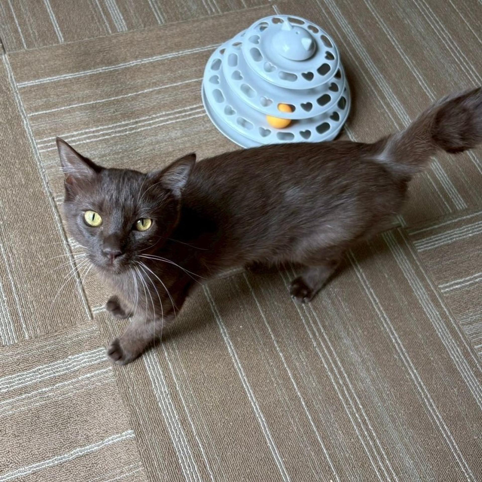 pet-image-4