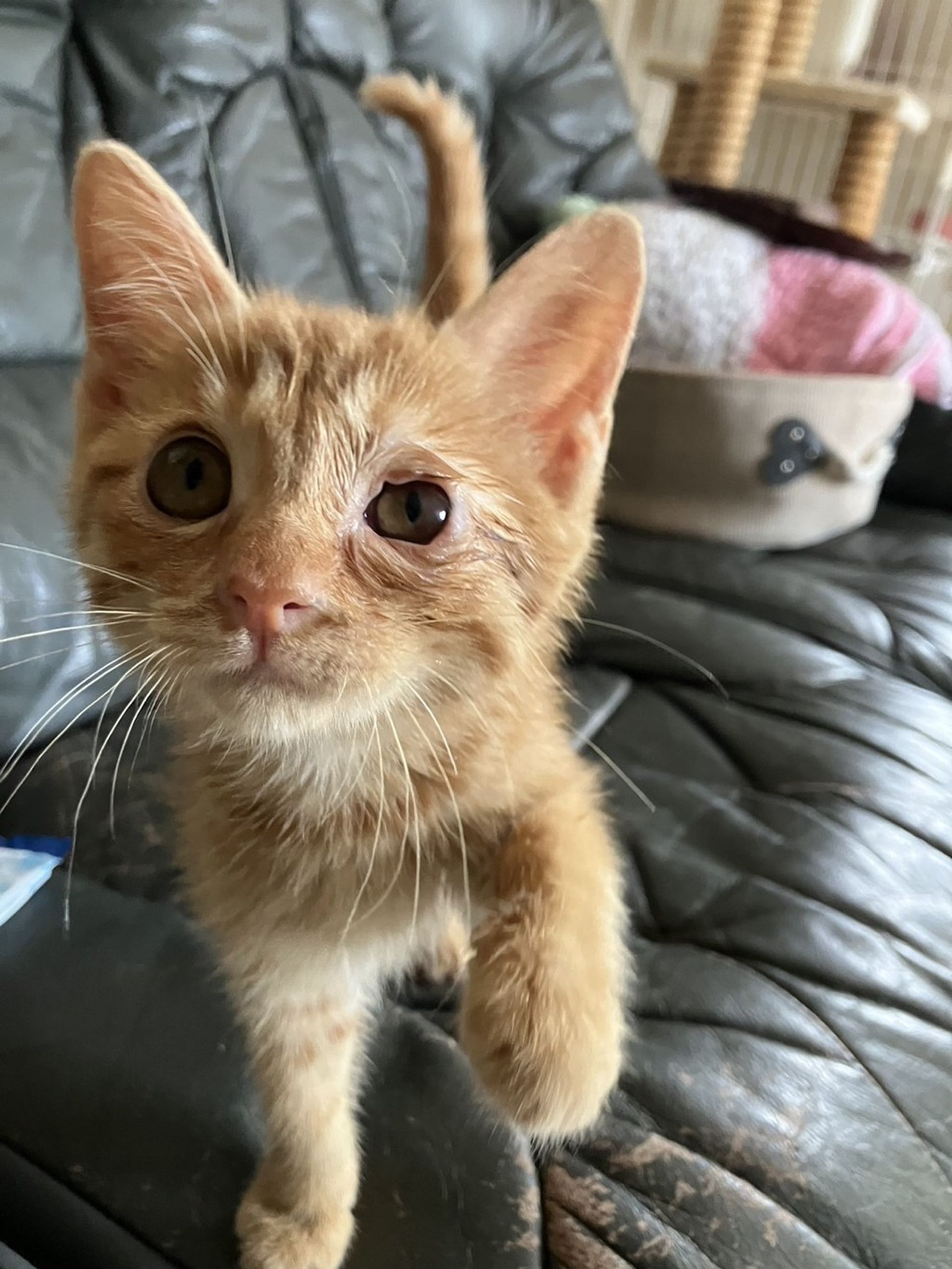 雑種（ミックス猫）・メスの里親募集の写真