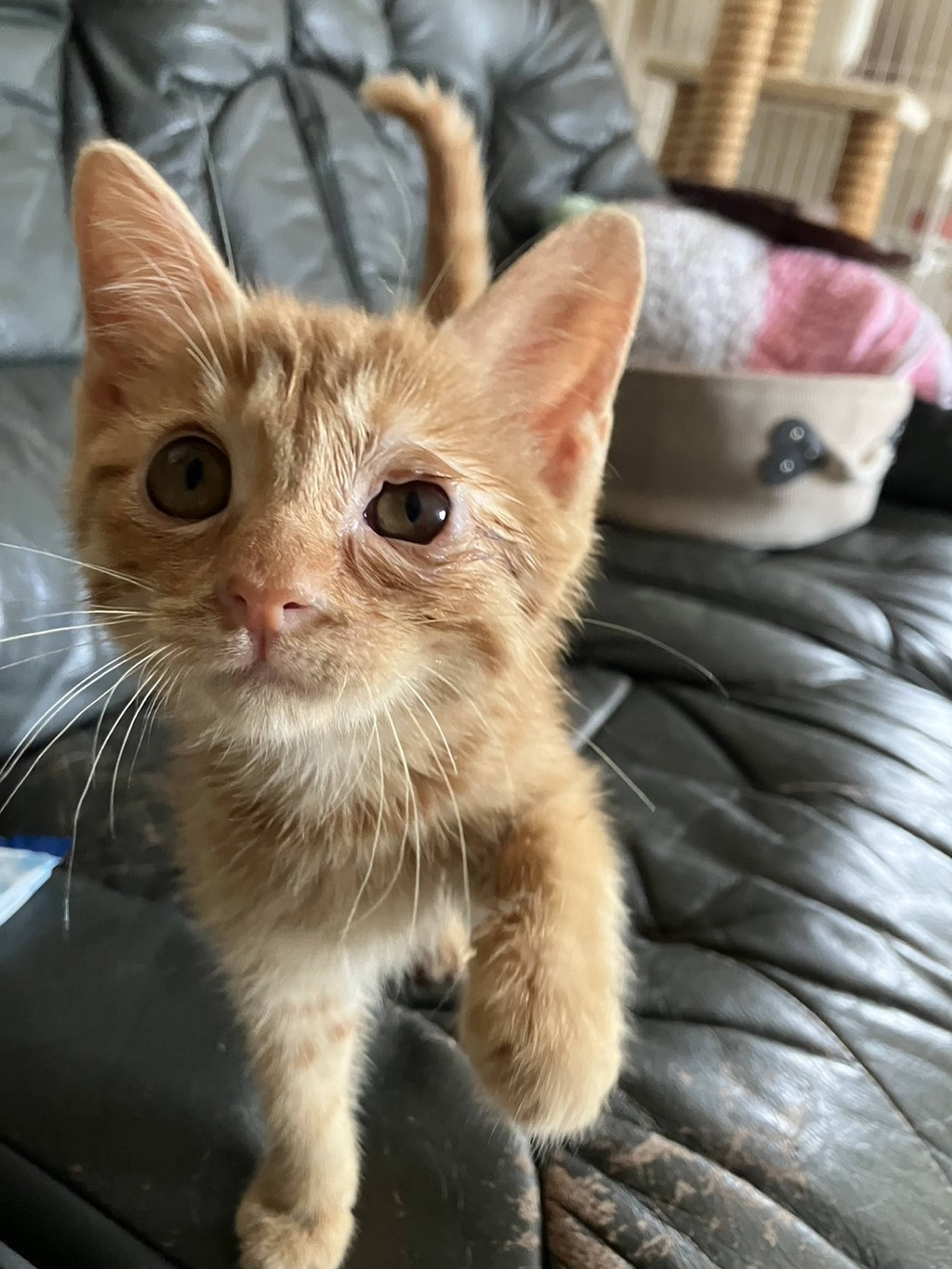 雑種（ミックス猫）・メスの里親募集の写真