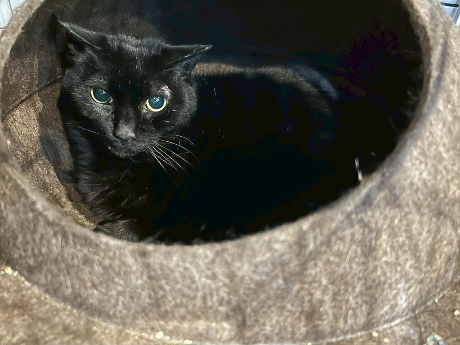 pet-image-4
