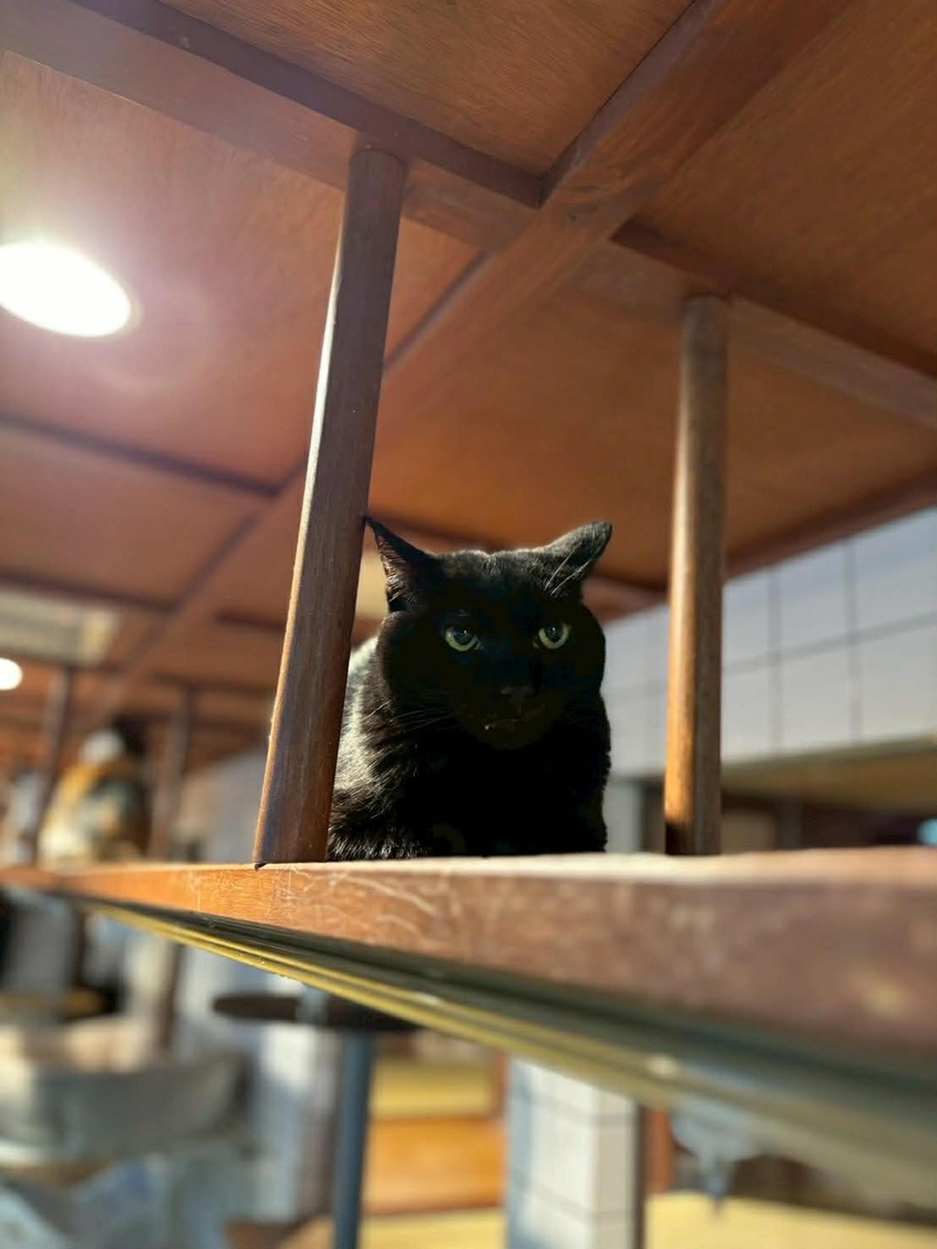 pet-image-5