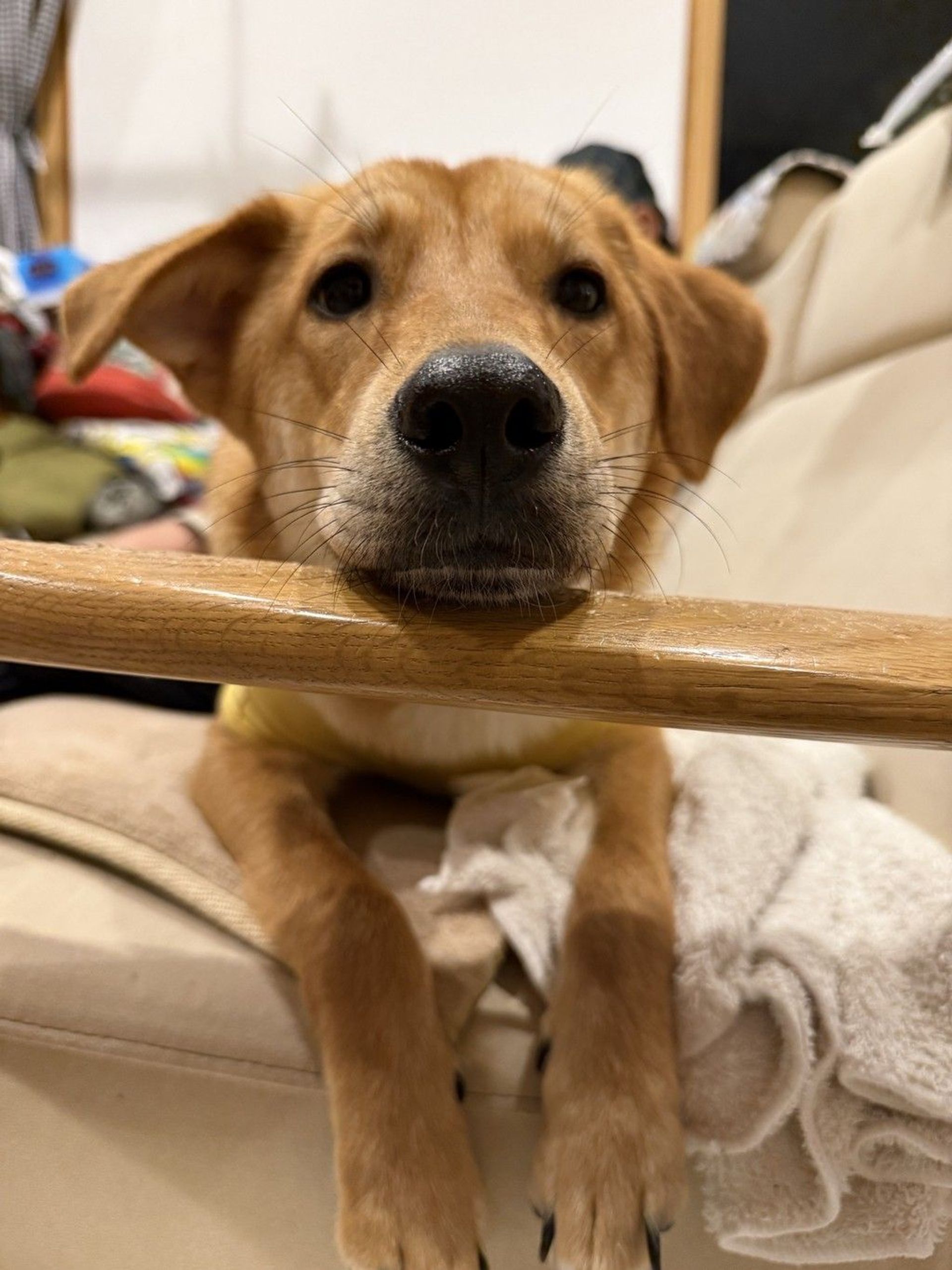 雑種（ミックス犬）・メスの里親募集の写真