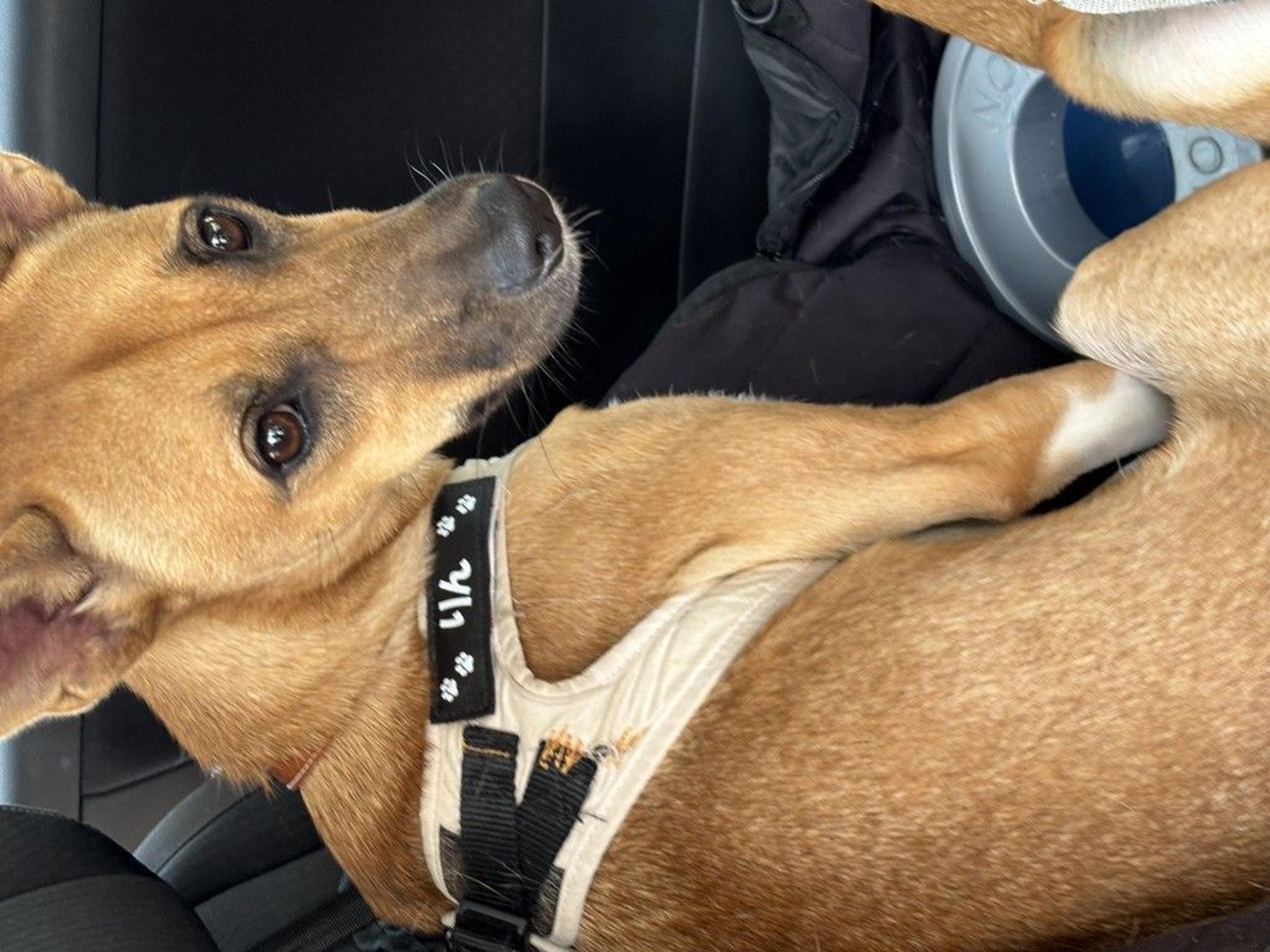 pet-image-2