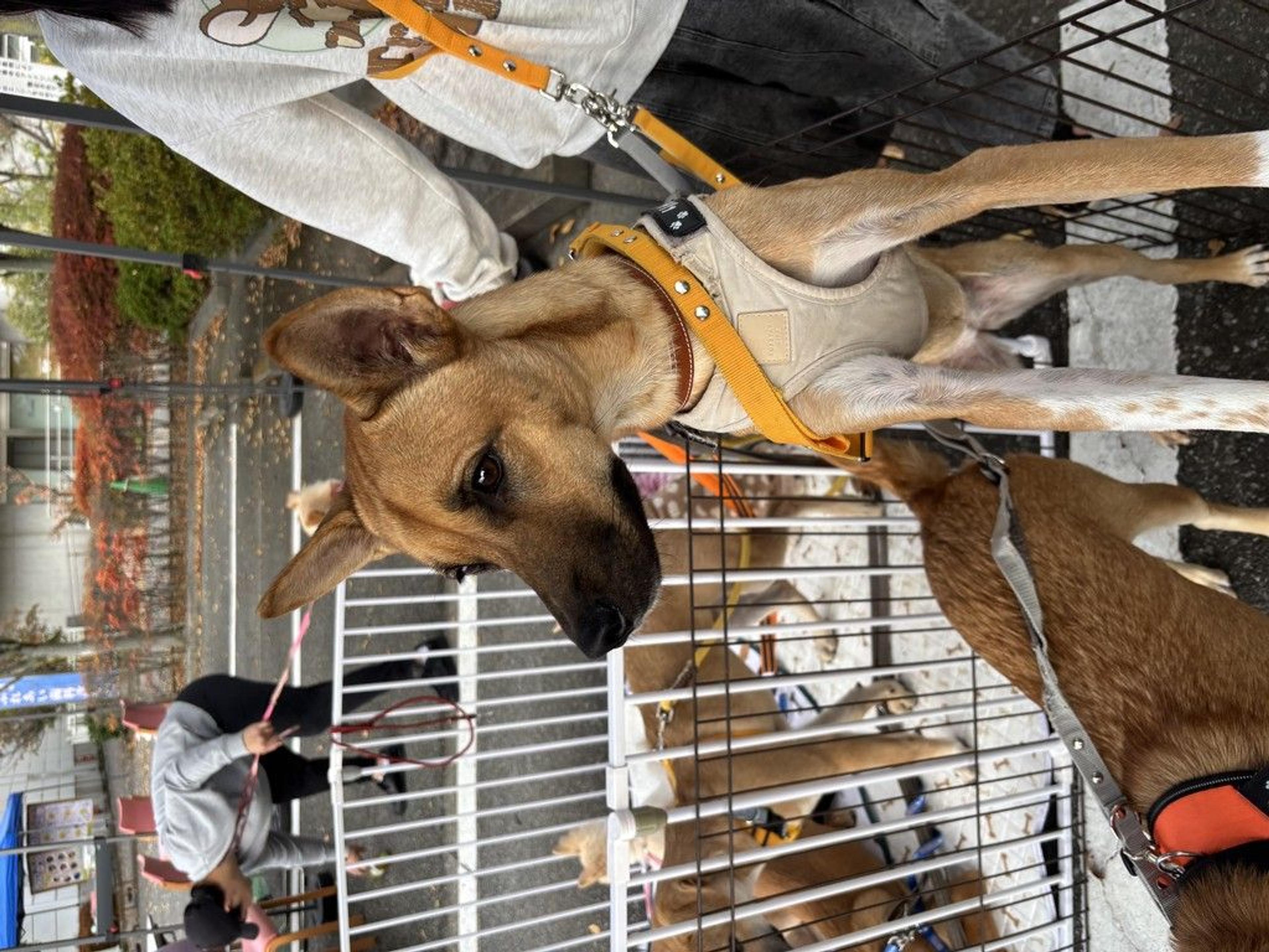 pet-image-3