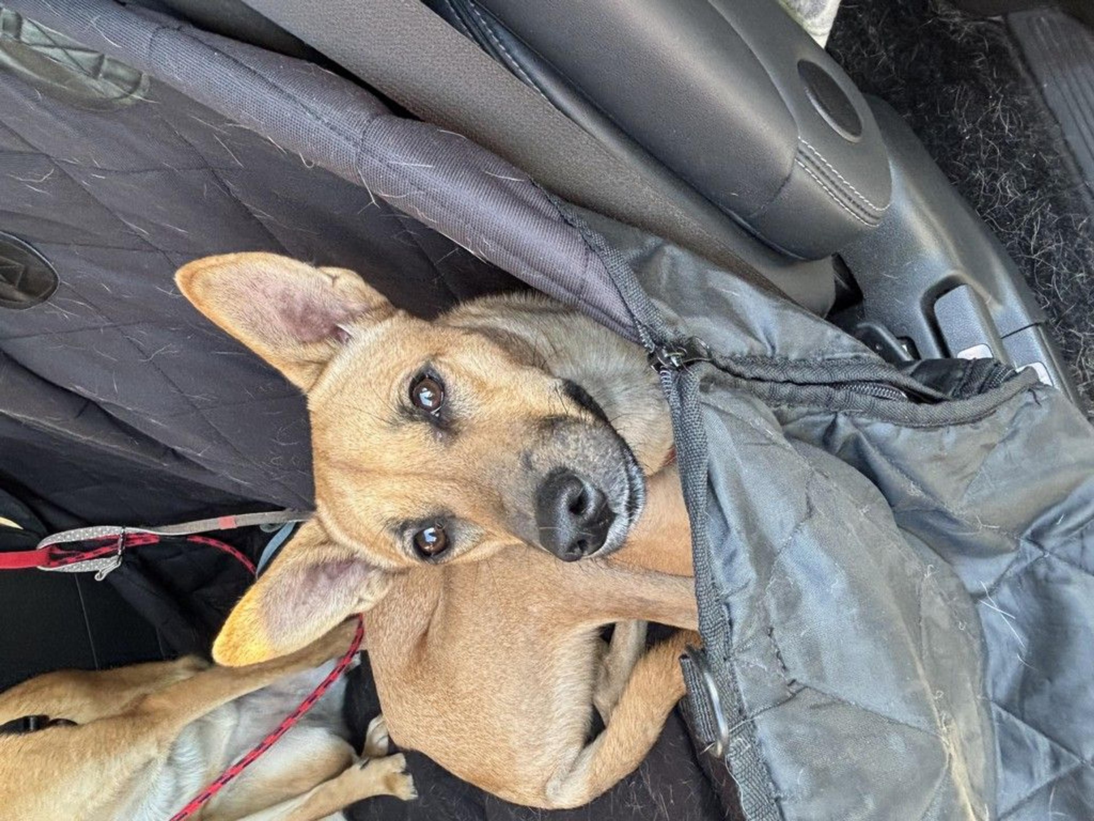 pet-image-4