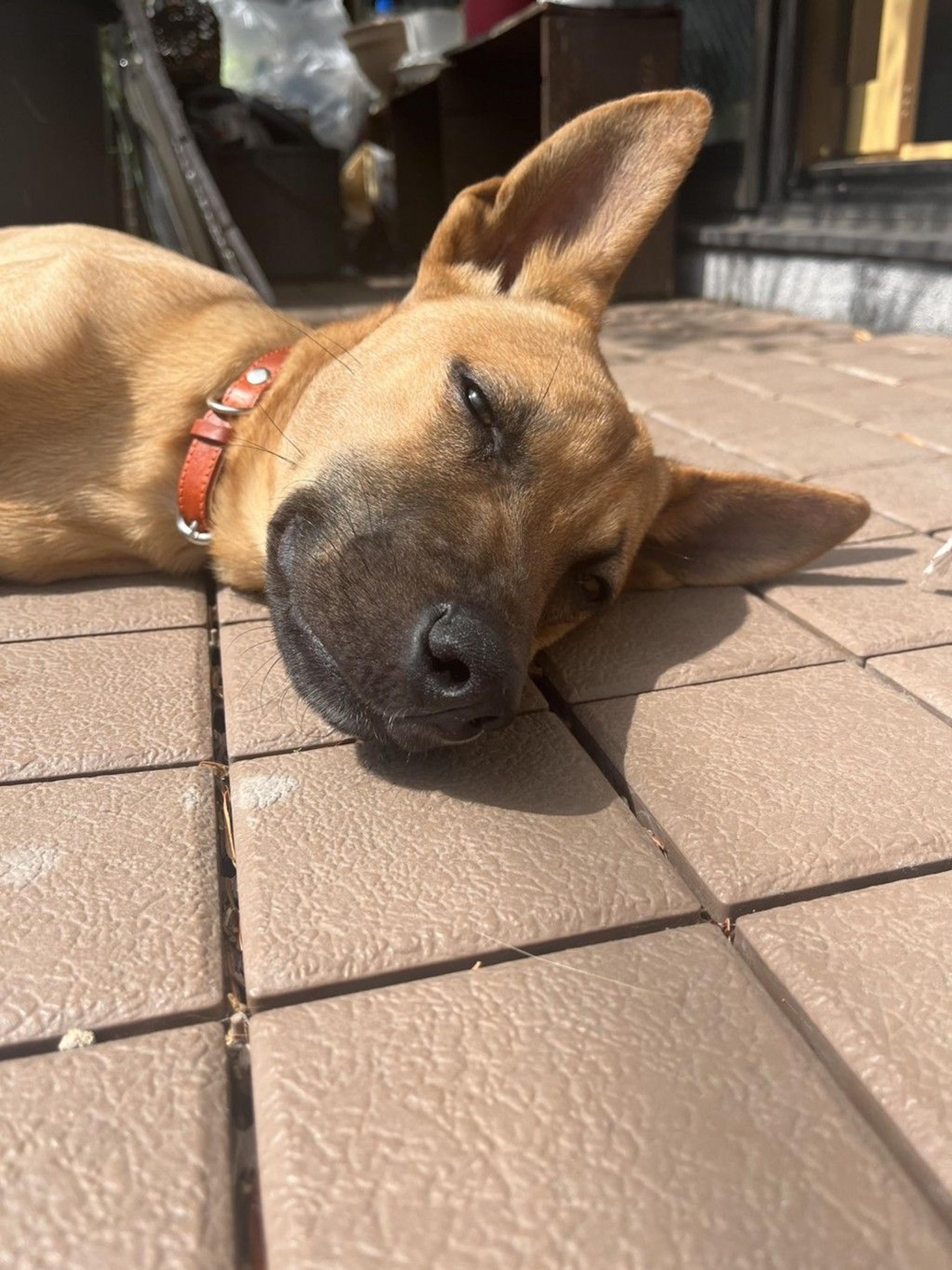 pet-image-3