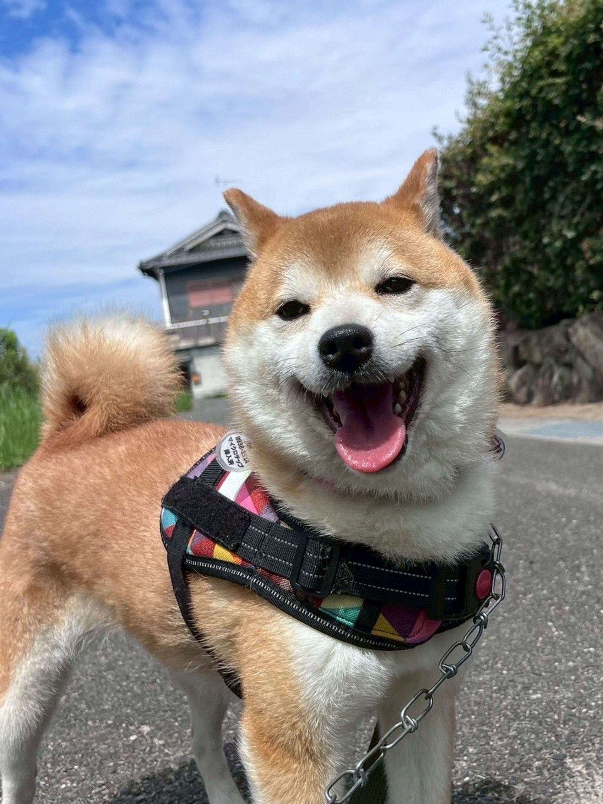 柴犬・メスの里親募集の写真