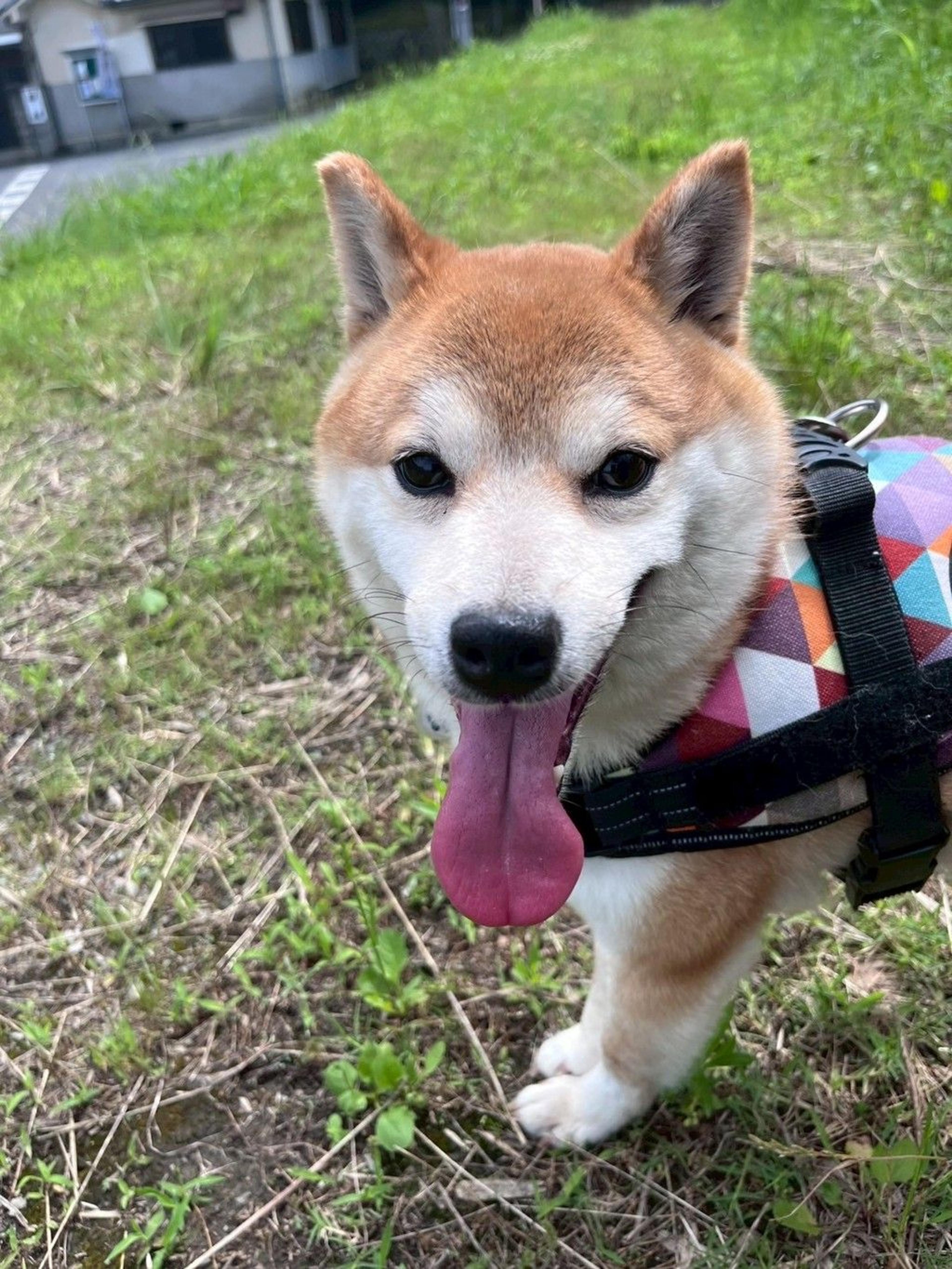 pet-image-2