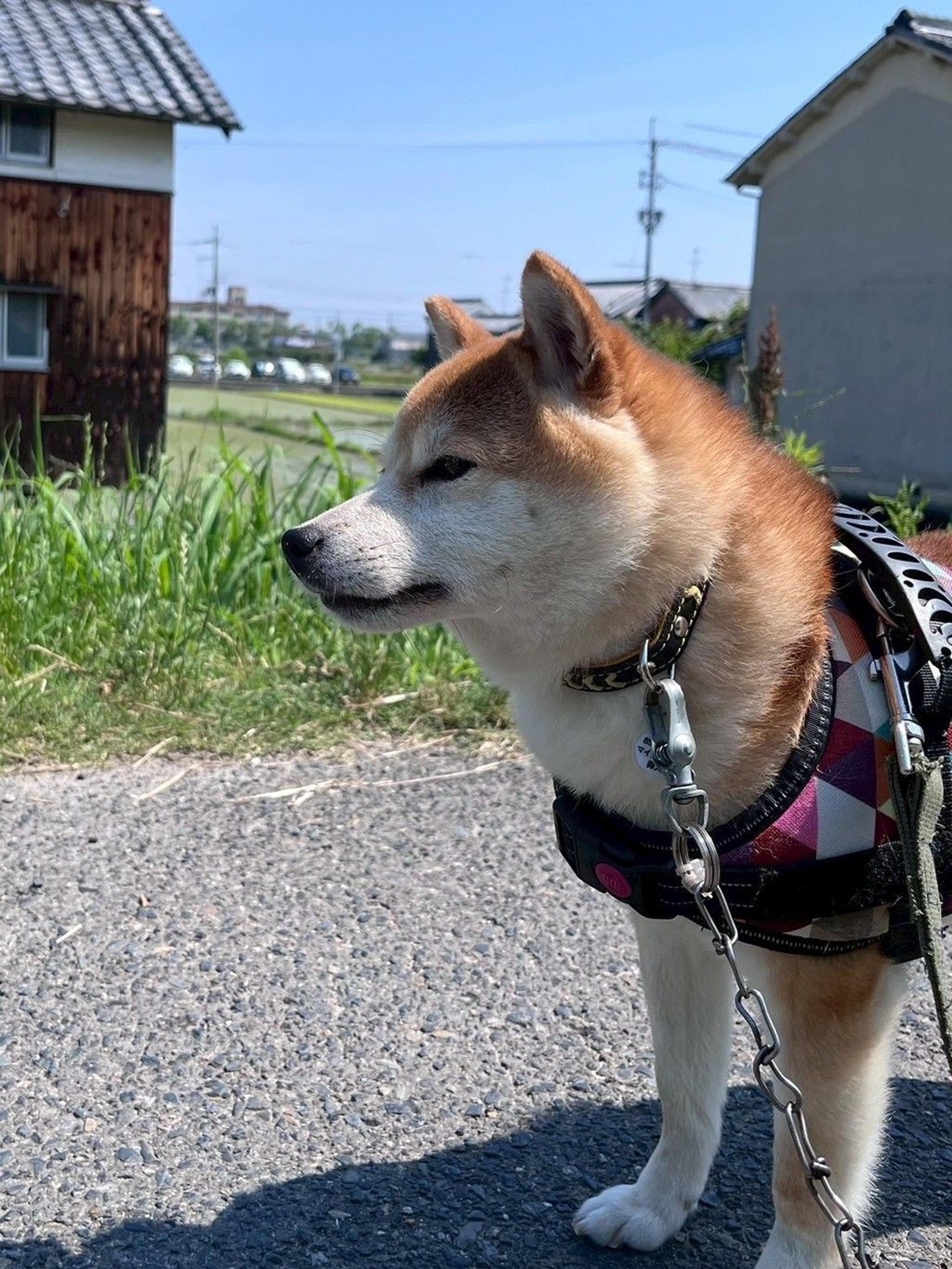 pet-image-3