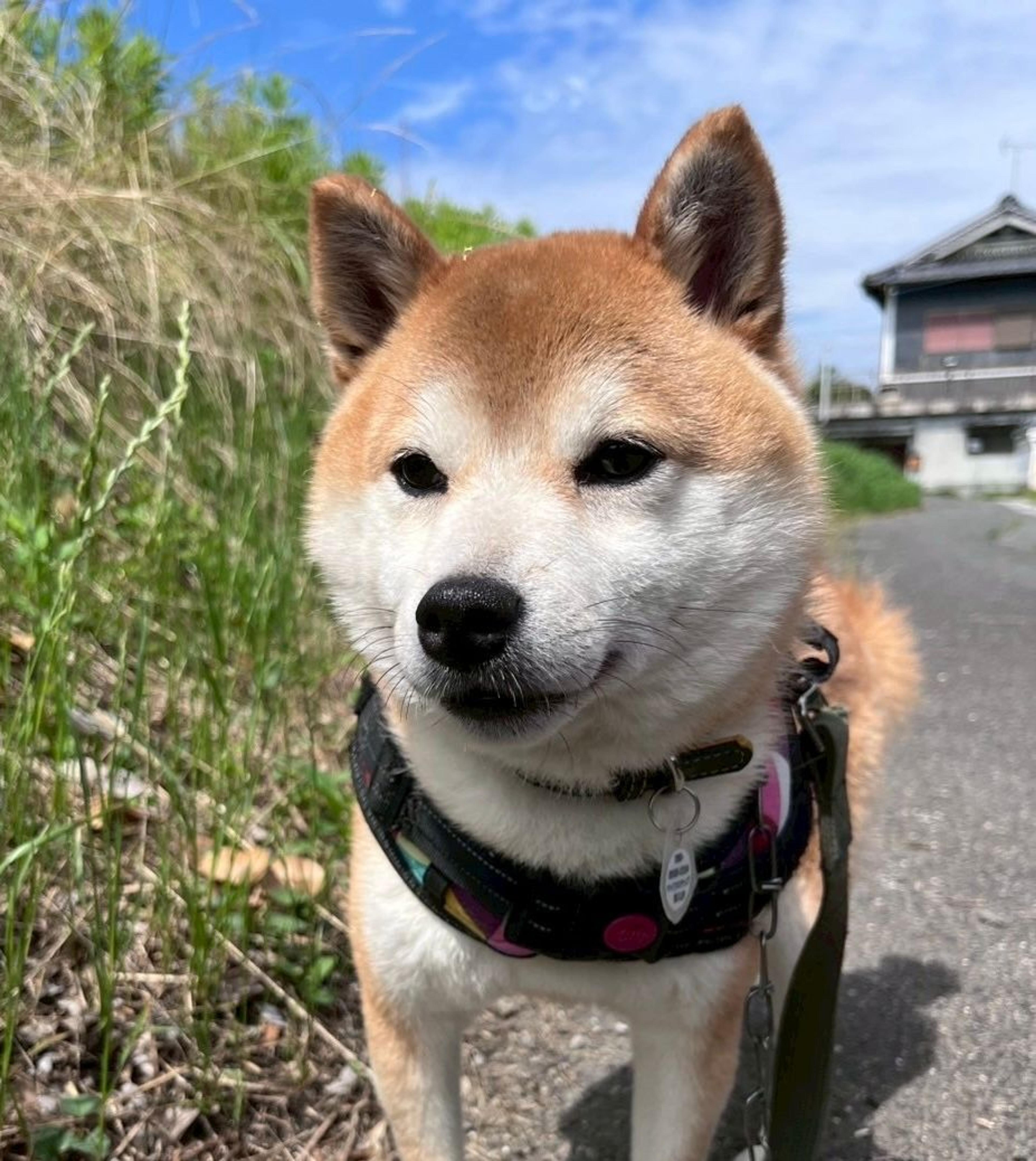 pet-image-4