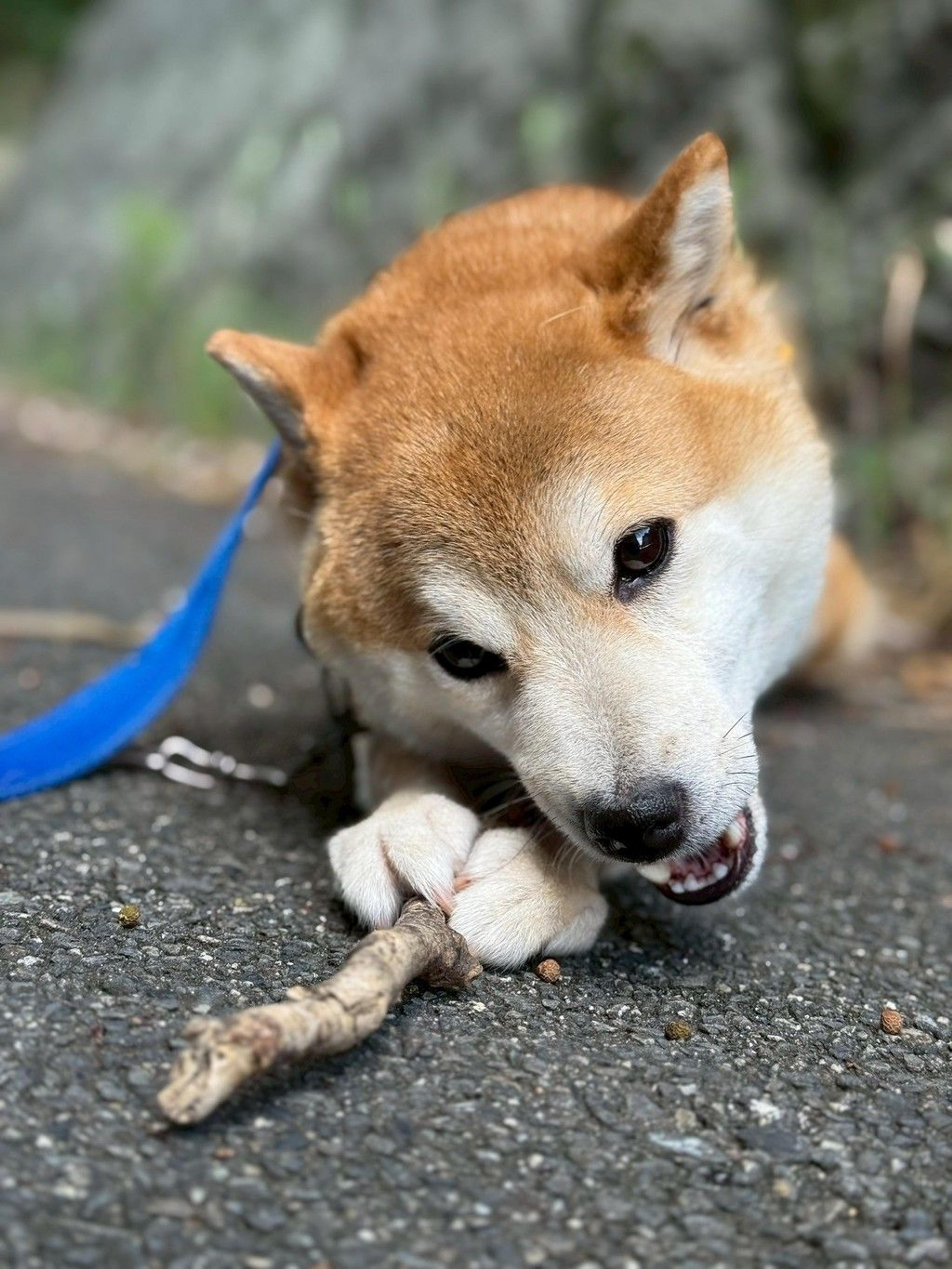 pet-image-5