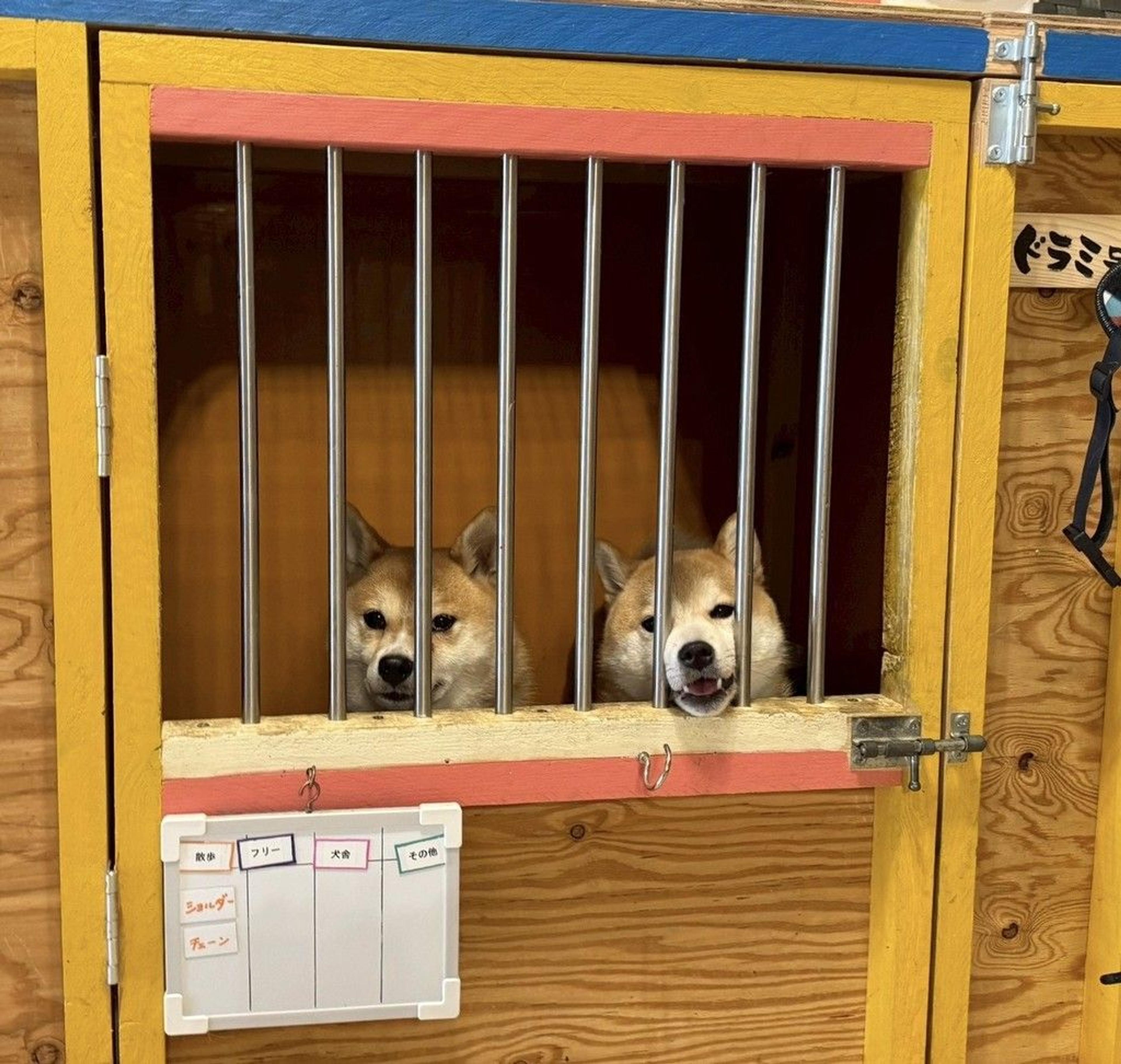 pet-image-6