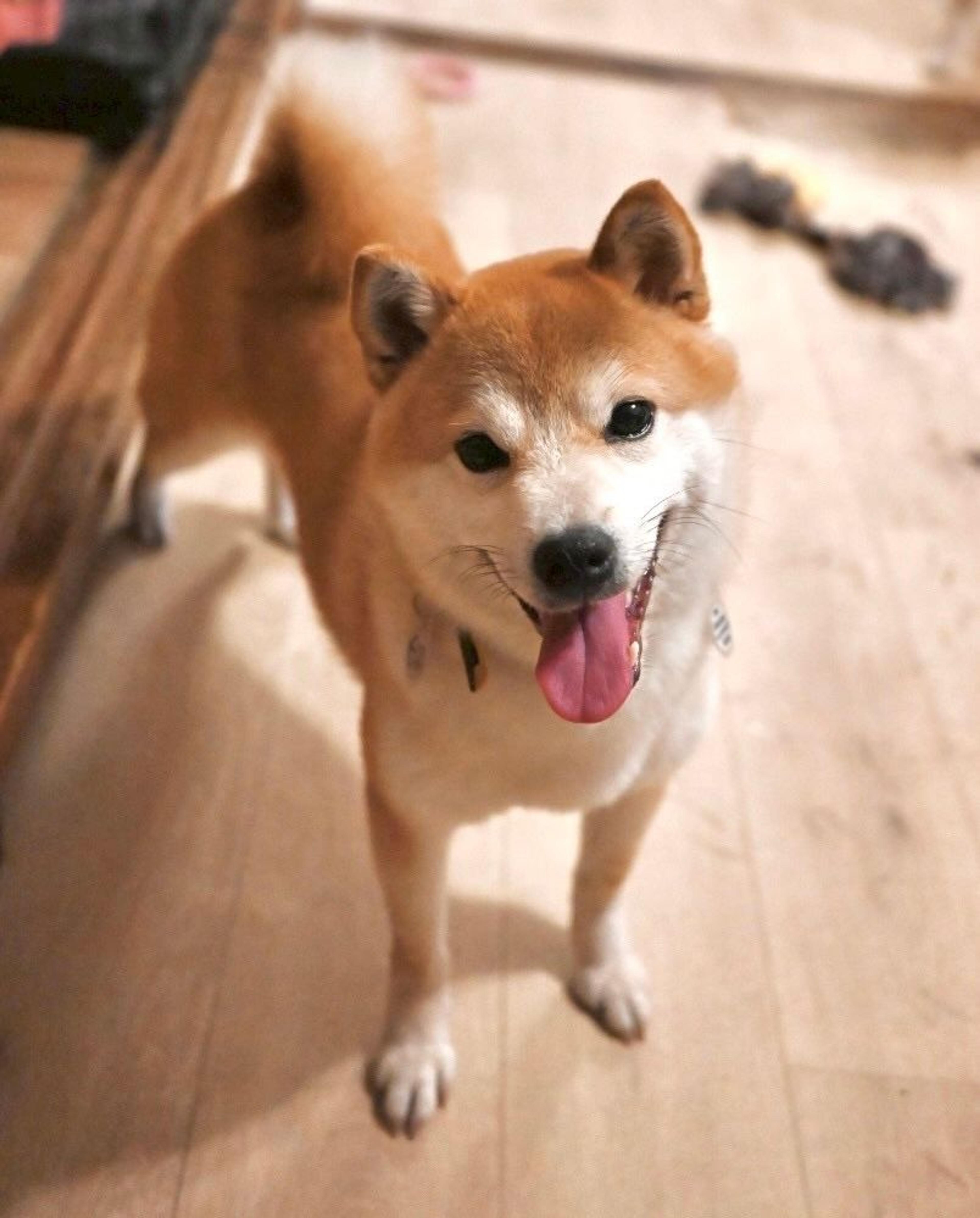 pet-image-9