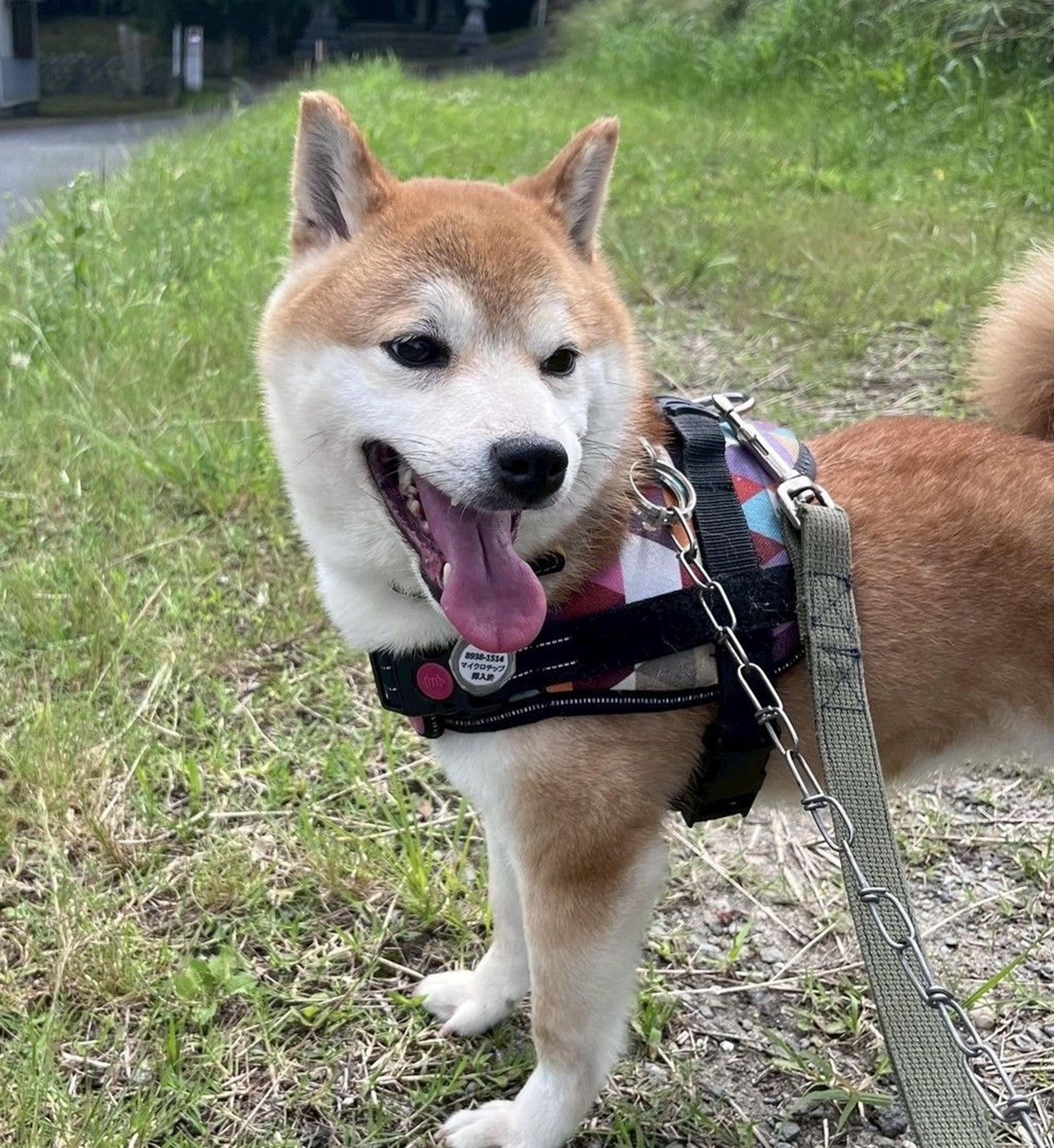 pet-image-7