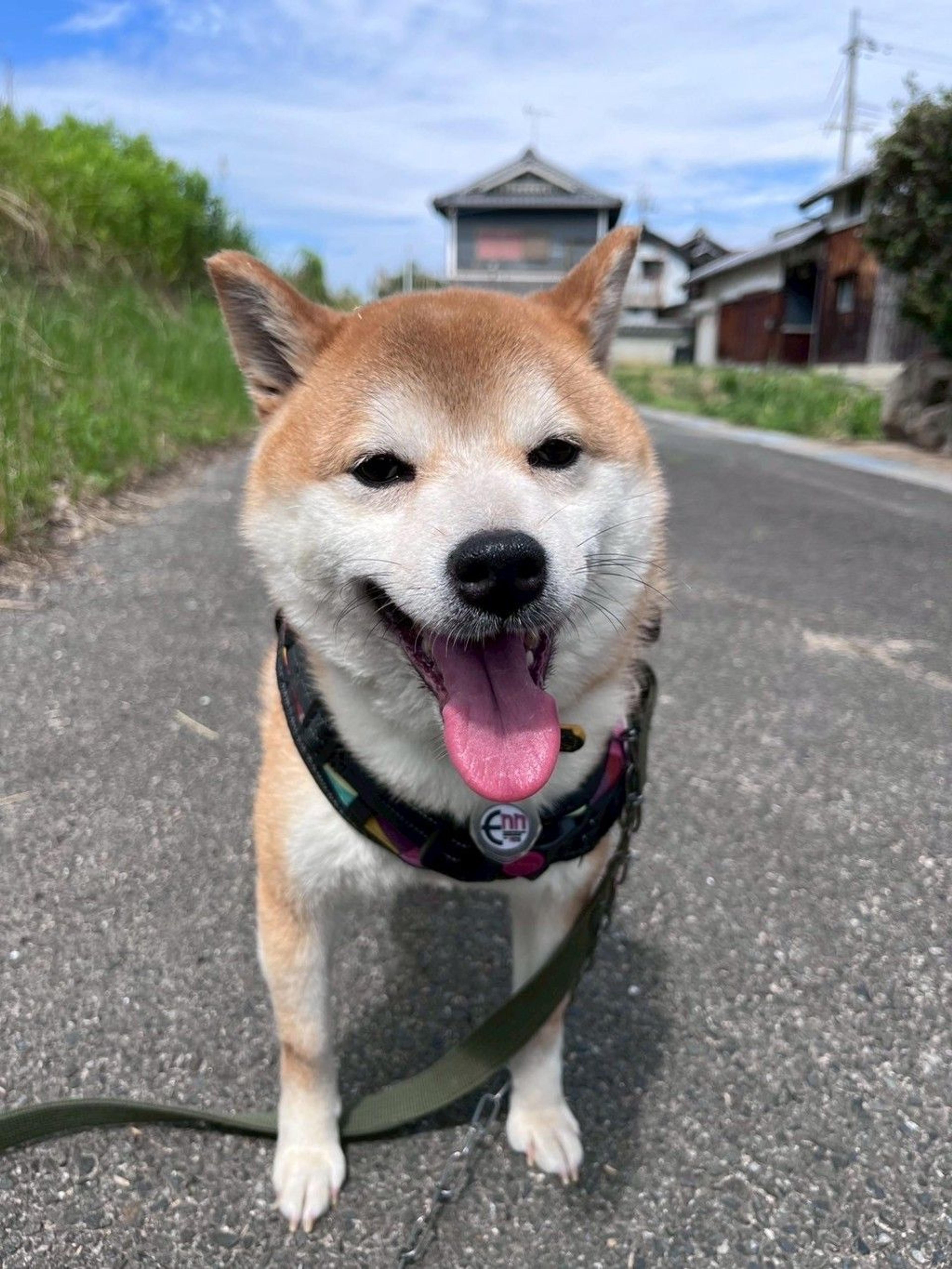 pet-image-8
