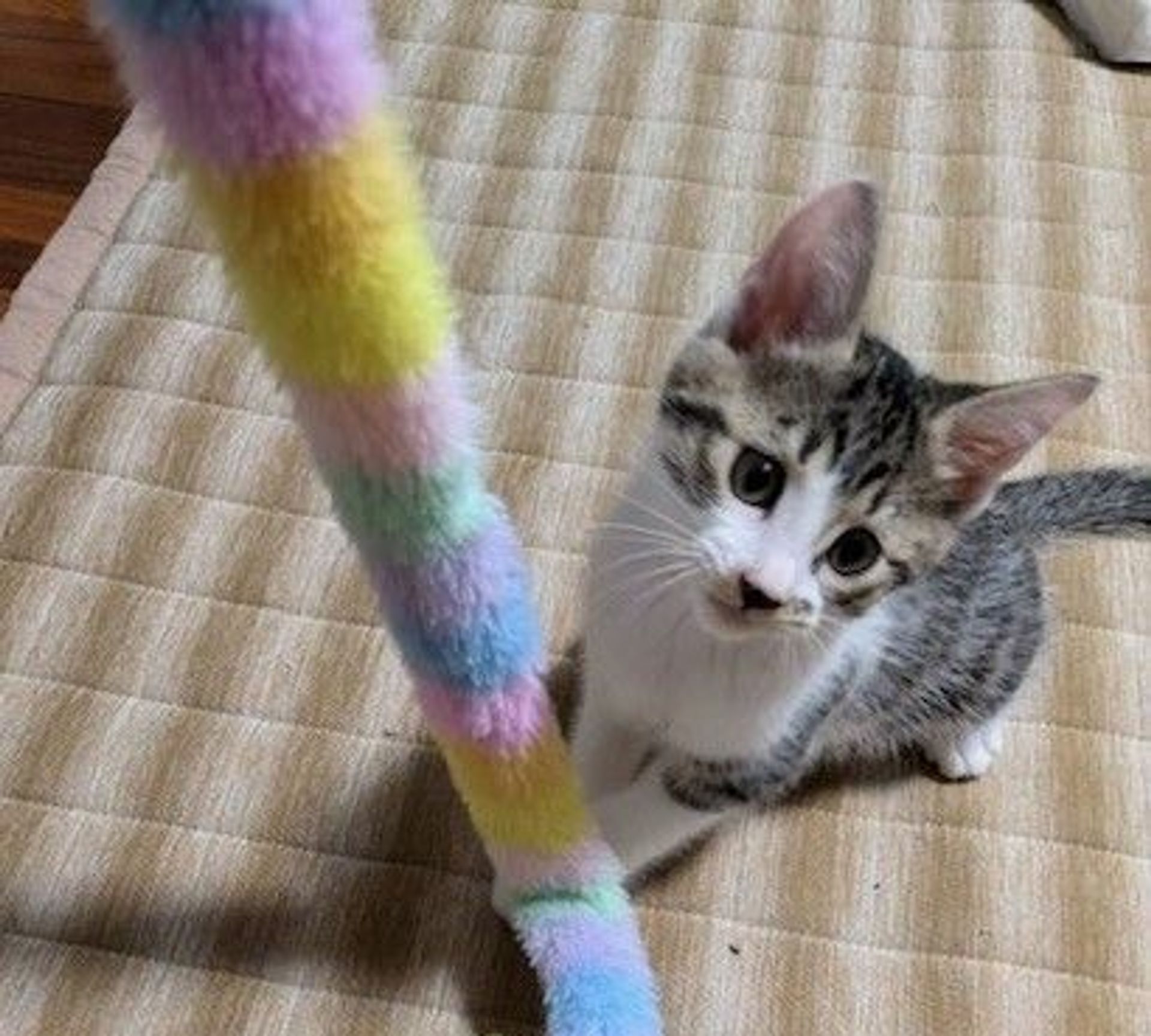 雑種（ミックス猫）・オスの里親募集の写真