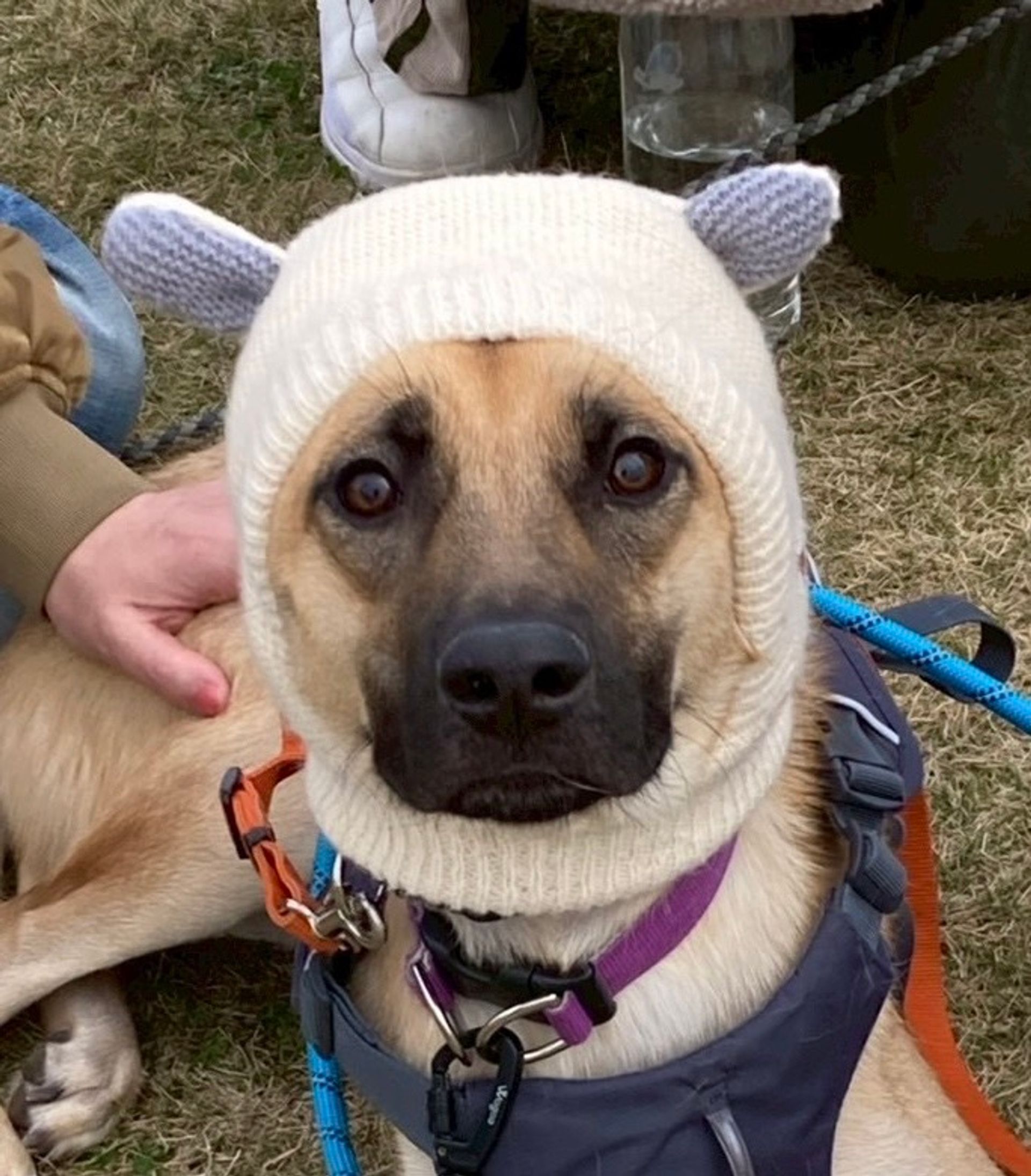 雑種（ミックス犬）・オスの里親募集の写真