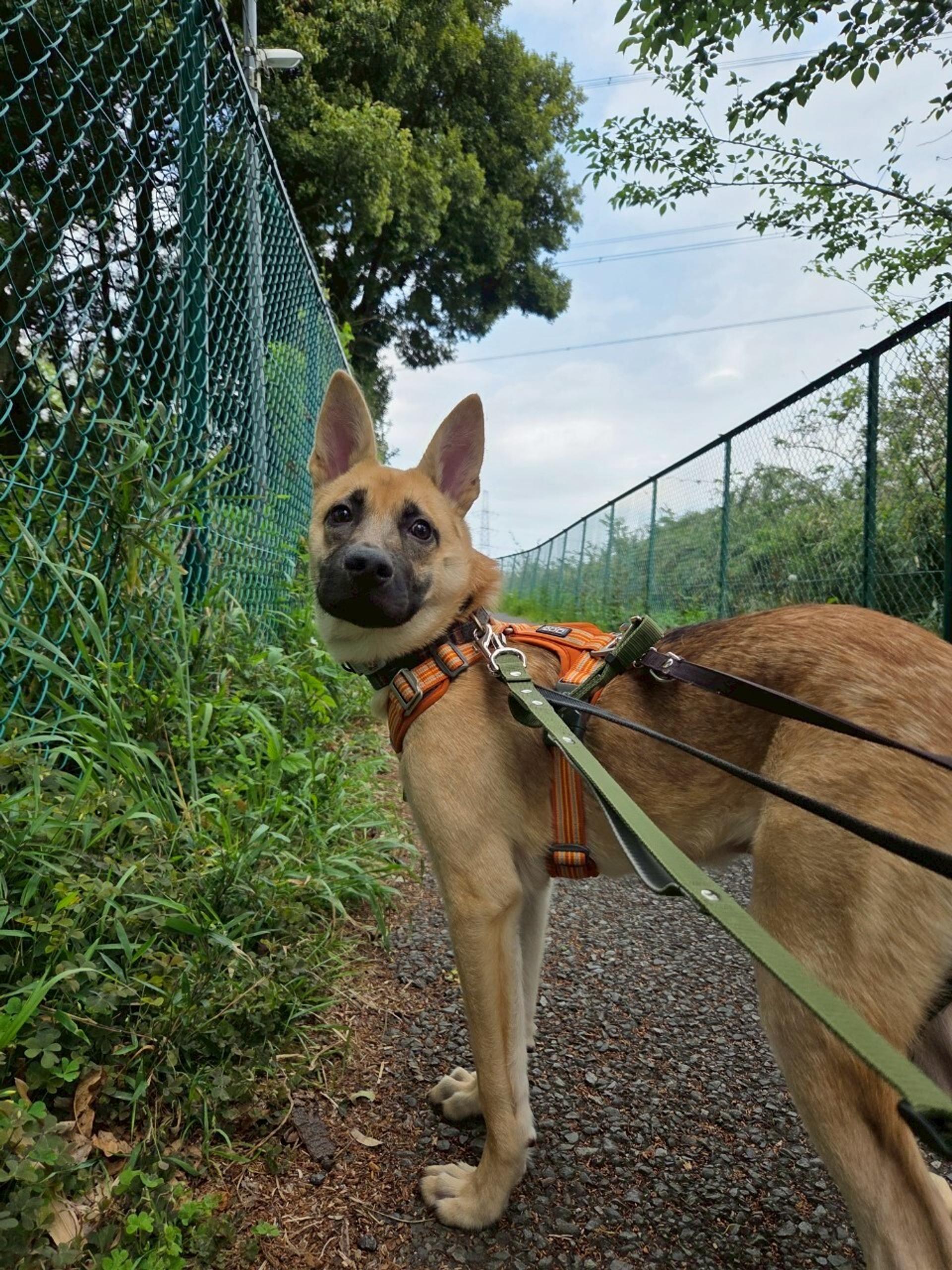 pet-image-2