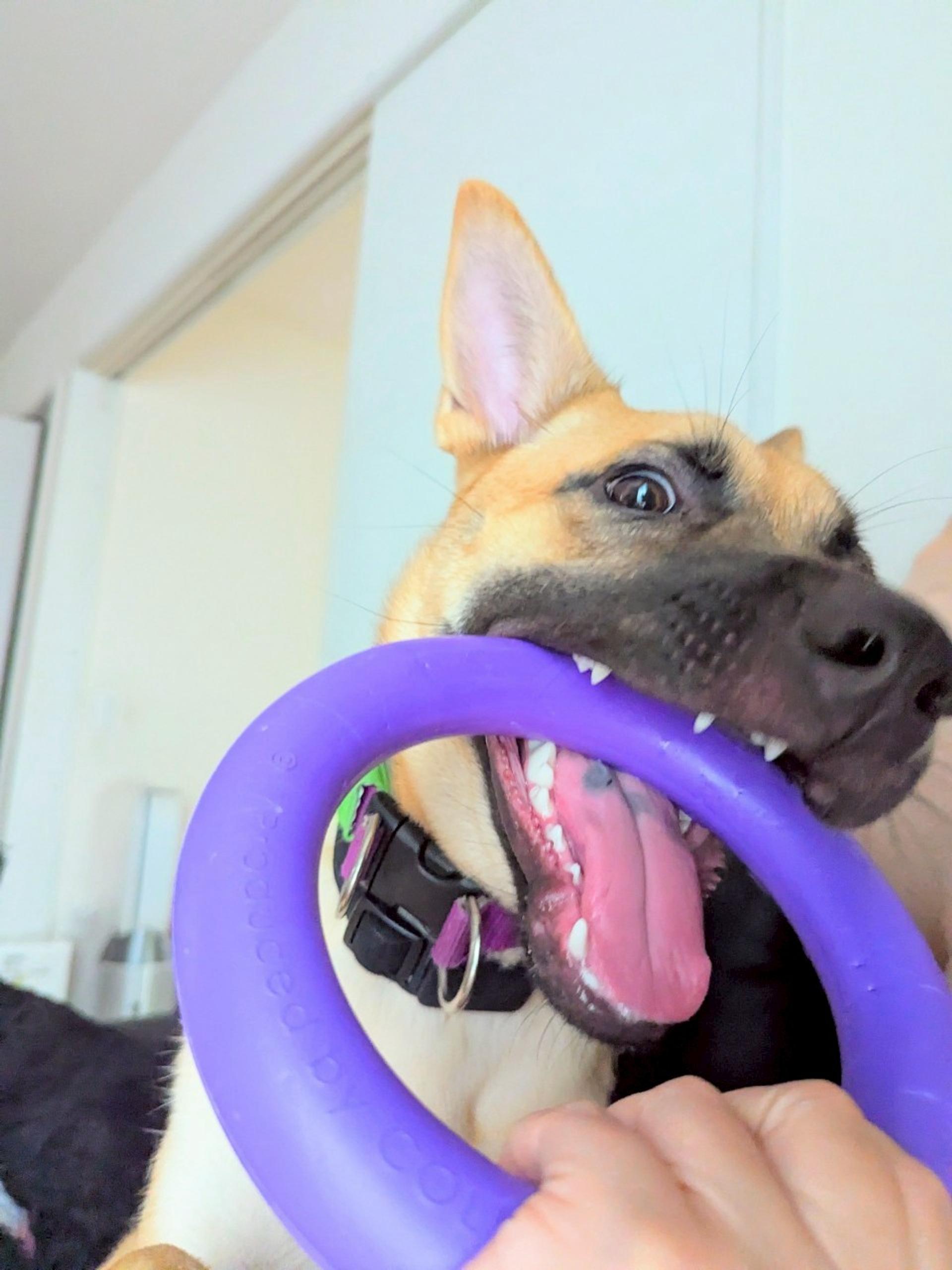 pet-image-7