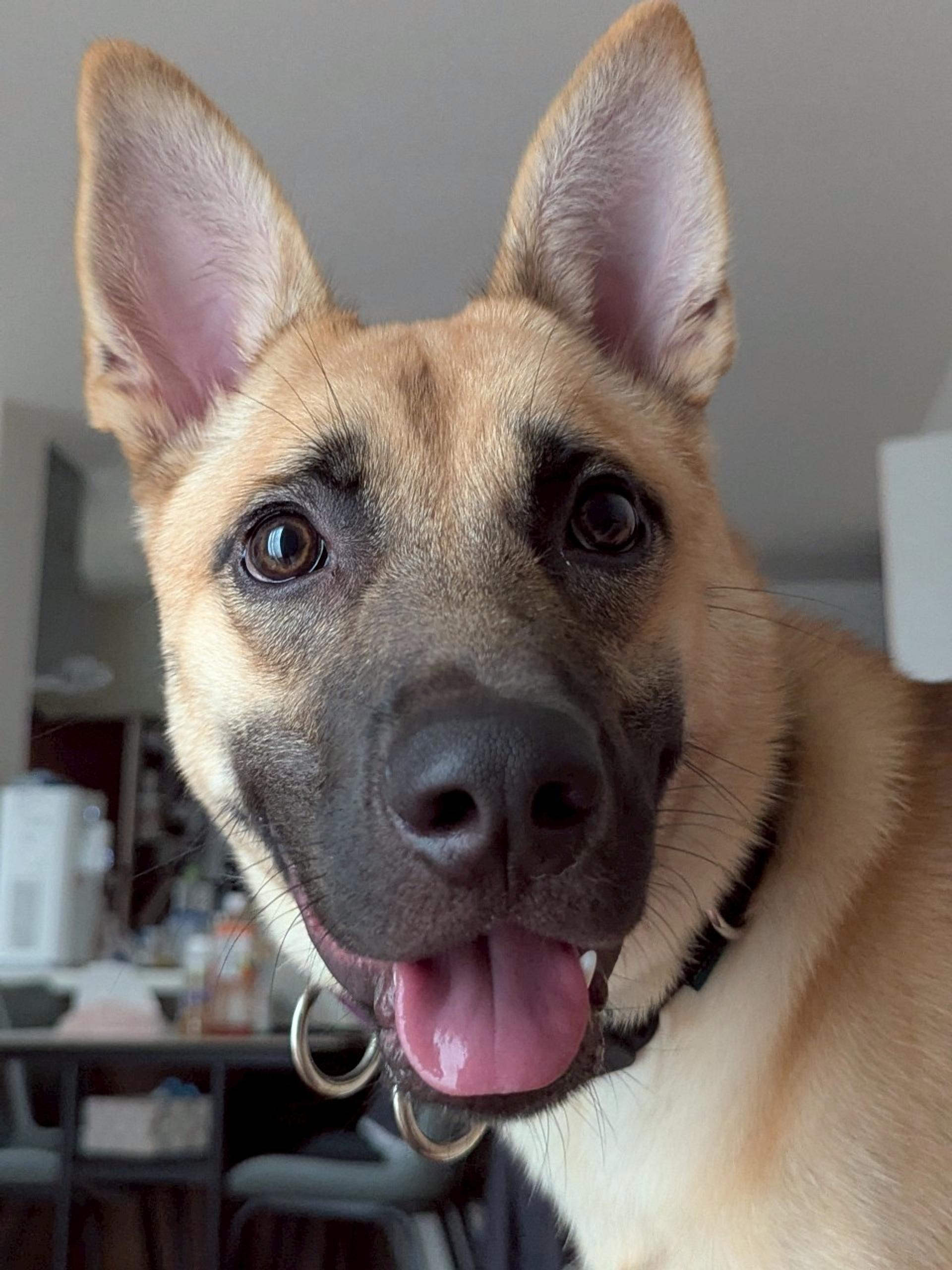 pet-image-8
