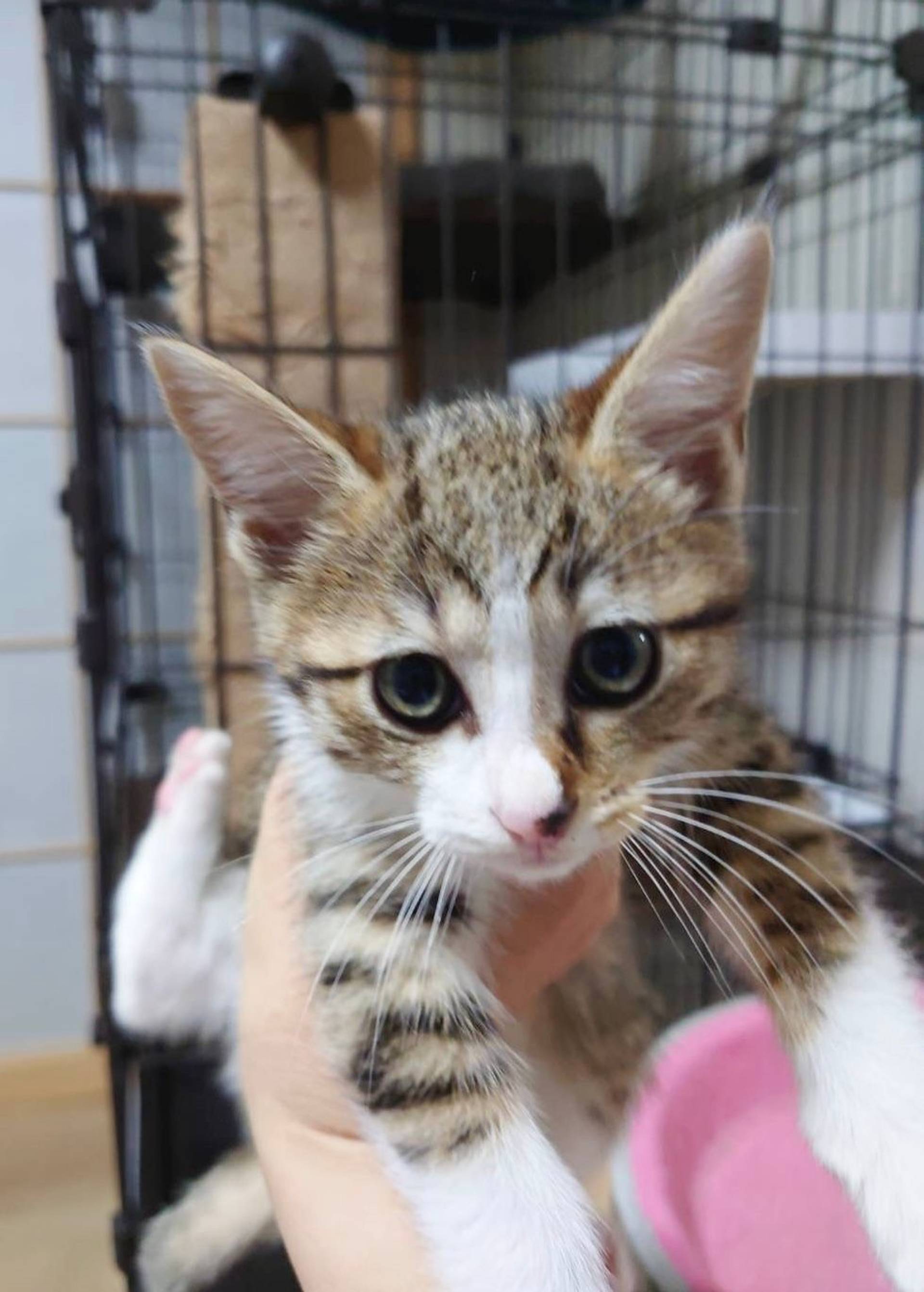 雑種（ミックス猫）・オスの里親募集の写真