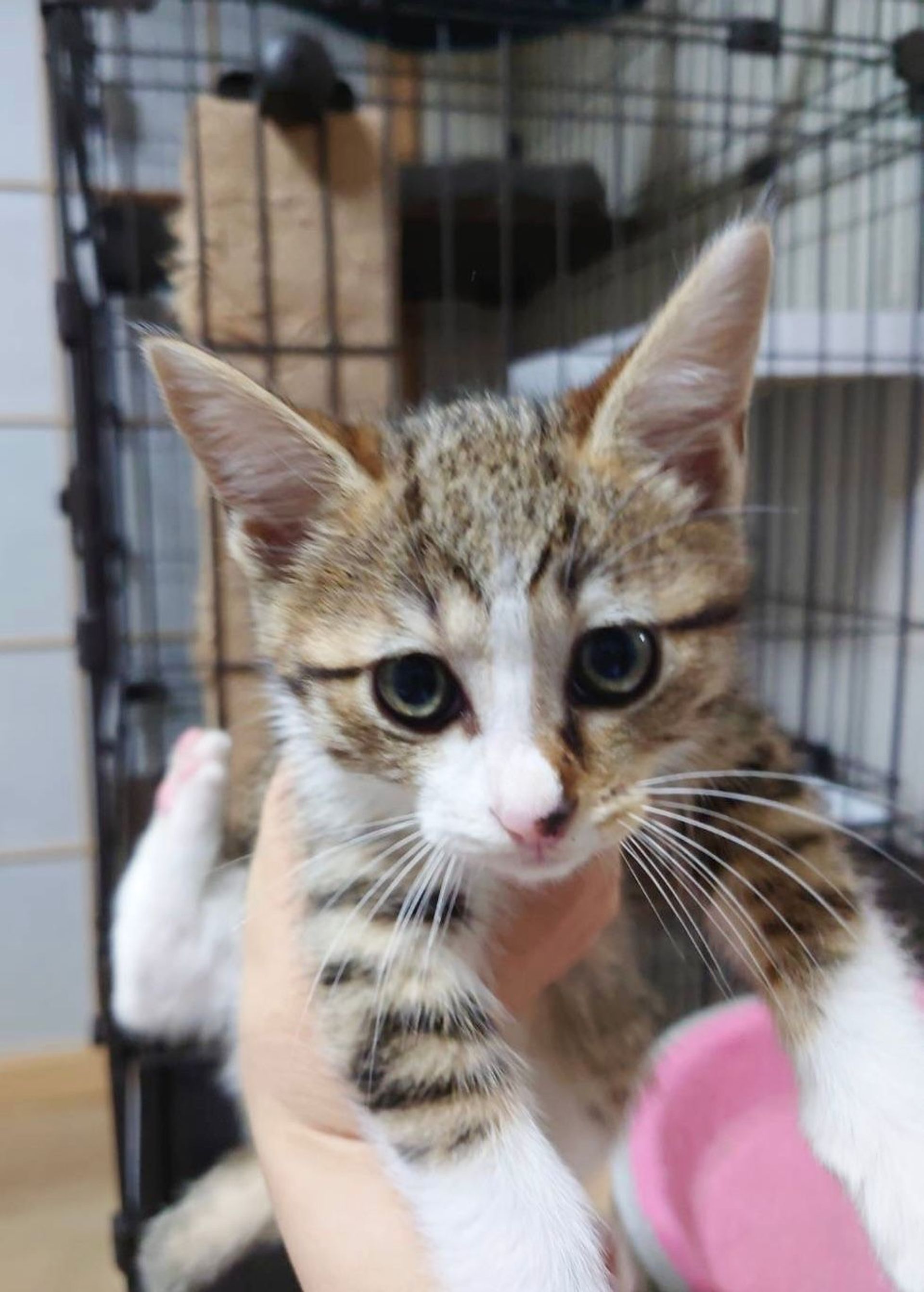 雑種（ミックス猫）・オスの里親募集の写真