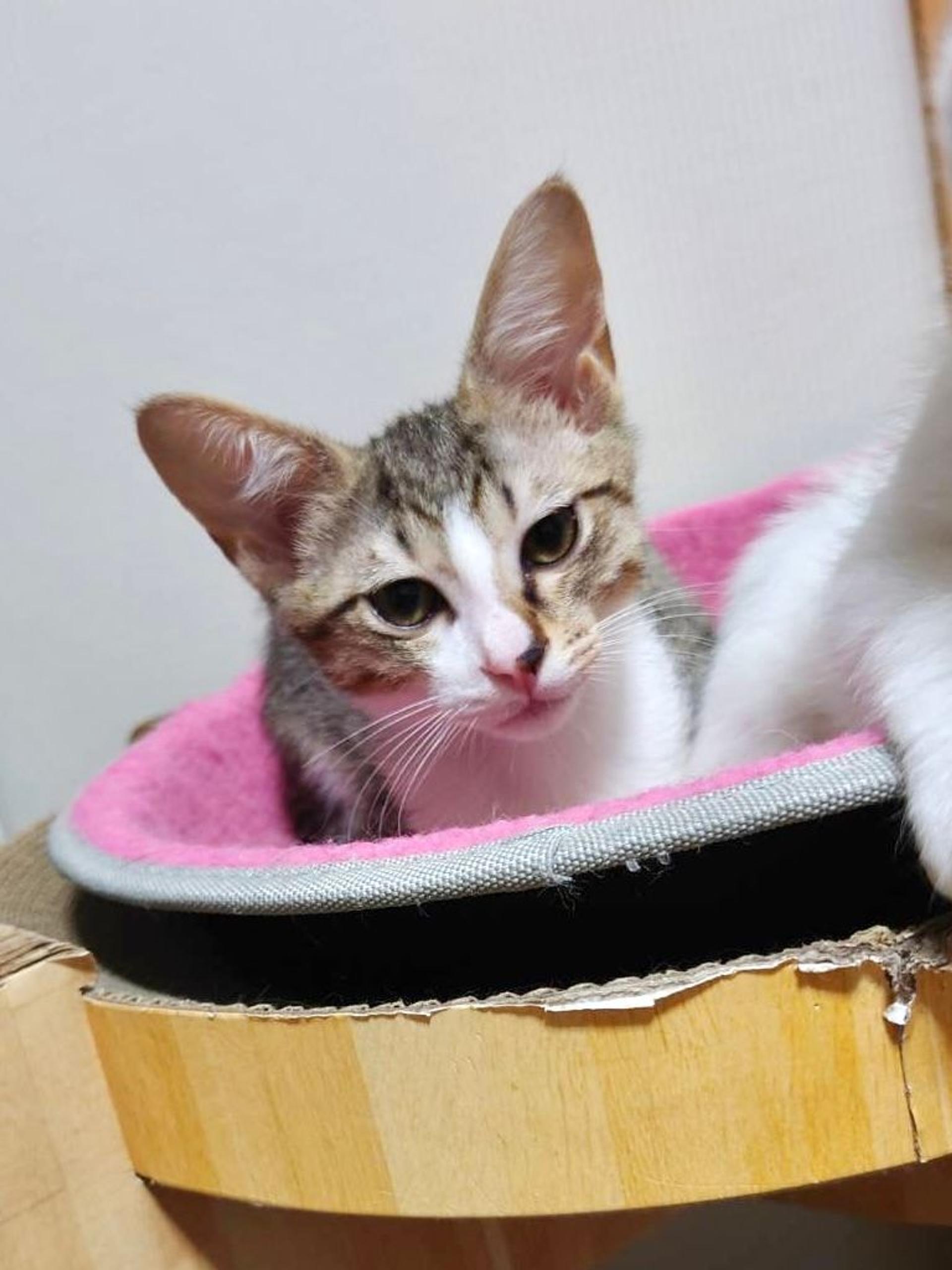 pet-image-3