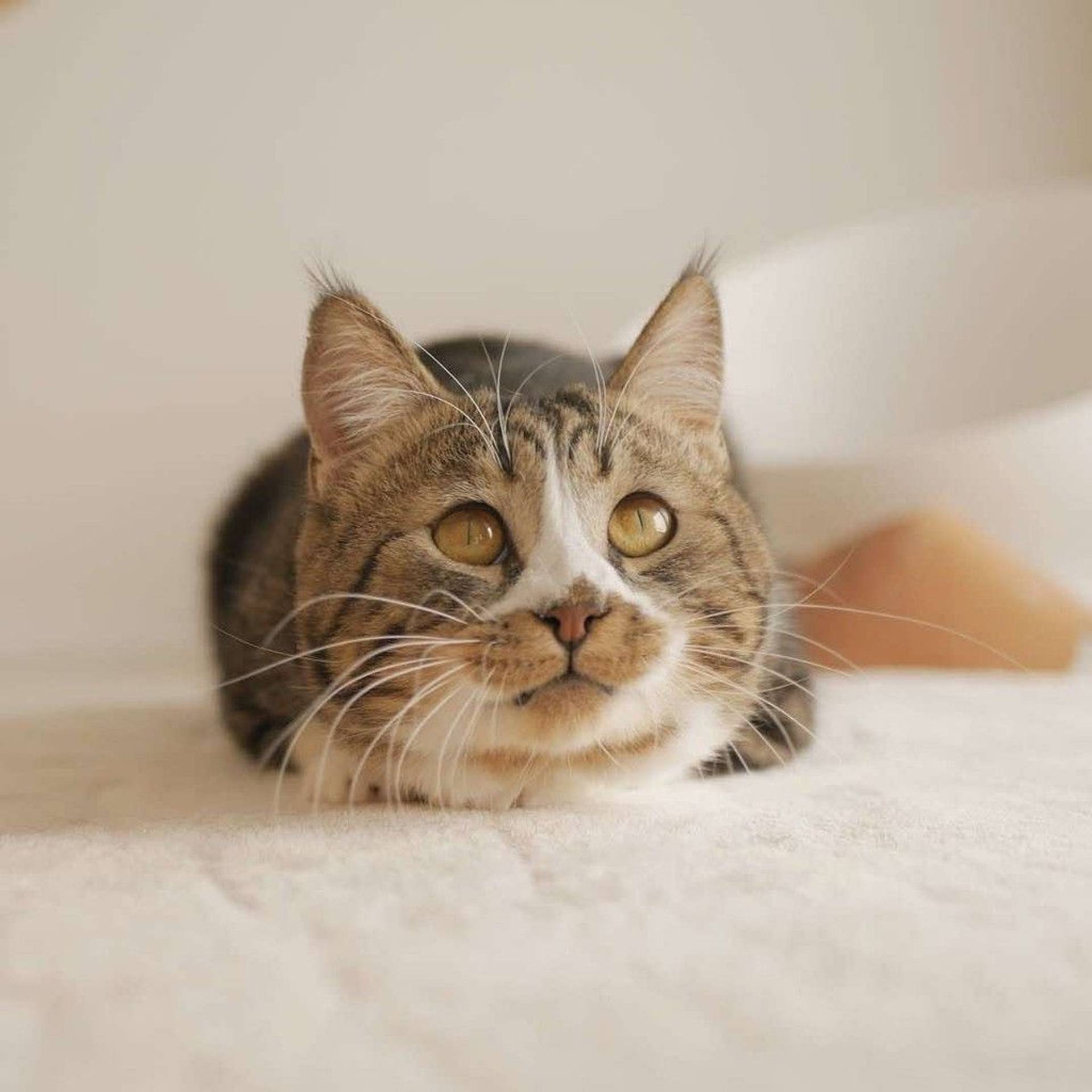 雑種（ミックス猫）・オスの里親募集の写真