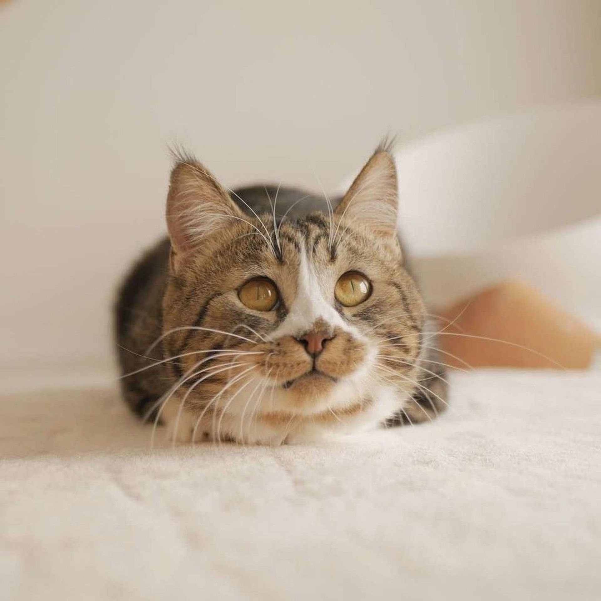 雑種（ミックス猫）・オスの里親募集の写真