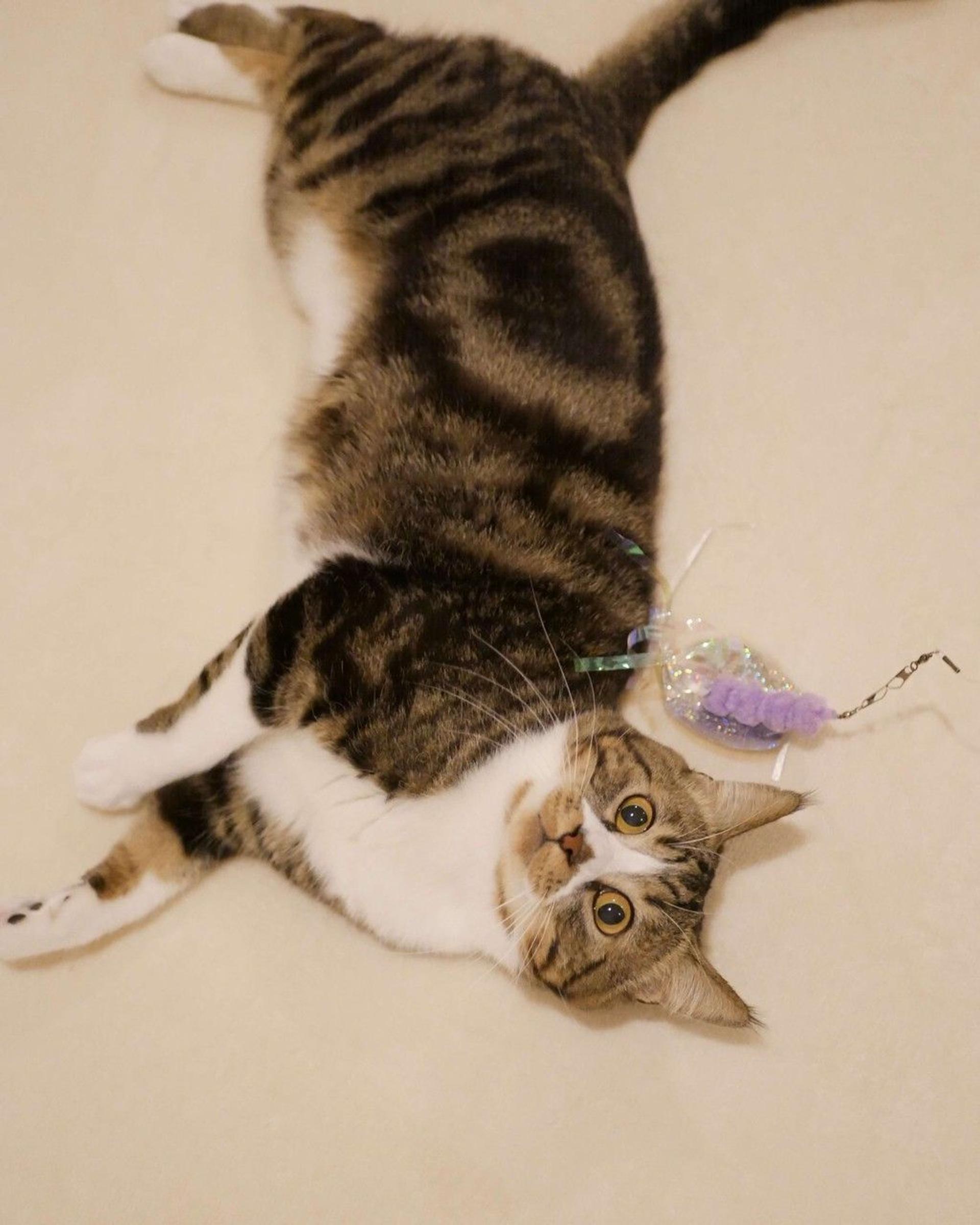 pet-image-9