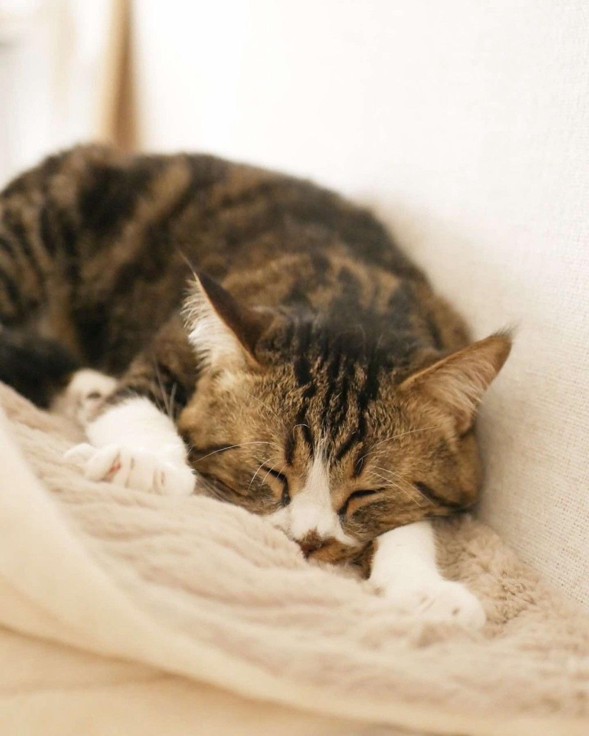 pet-image-7