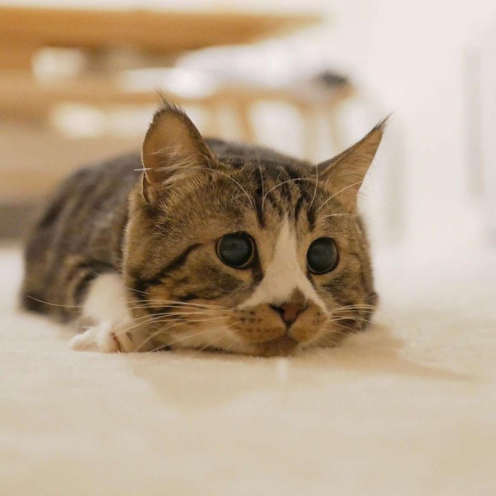 pet-image-5