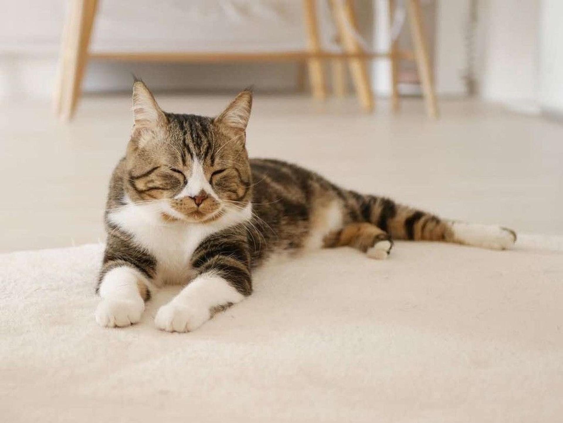 pet-image-4