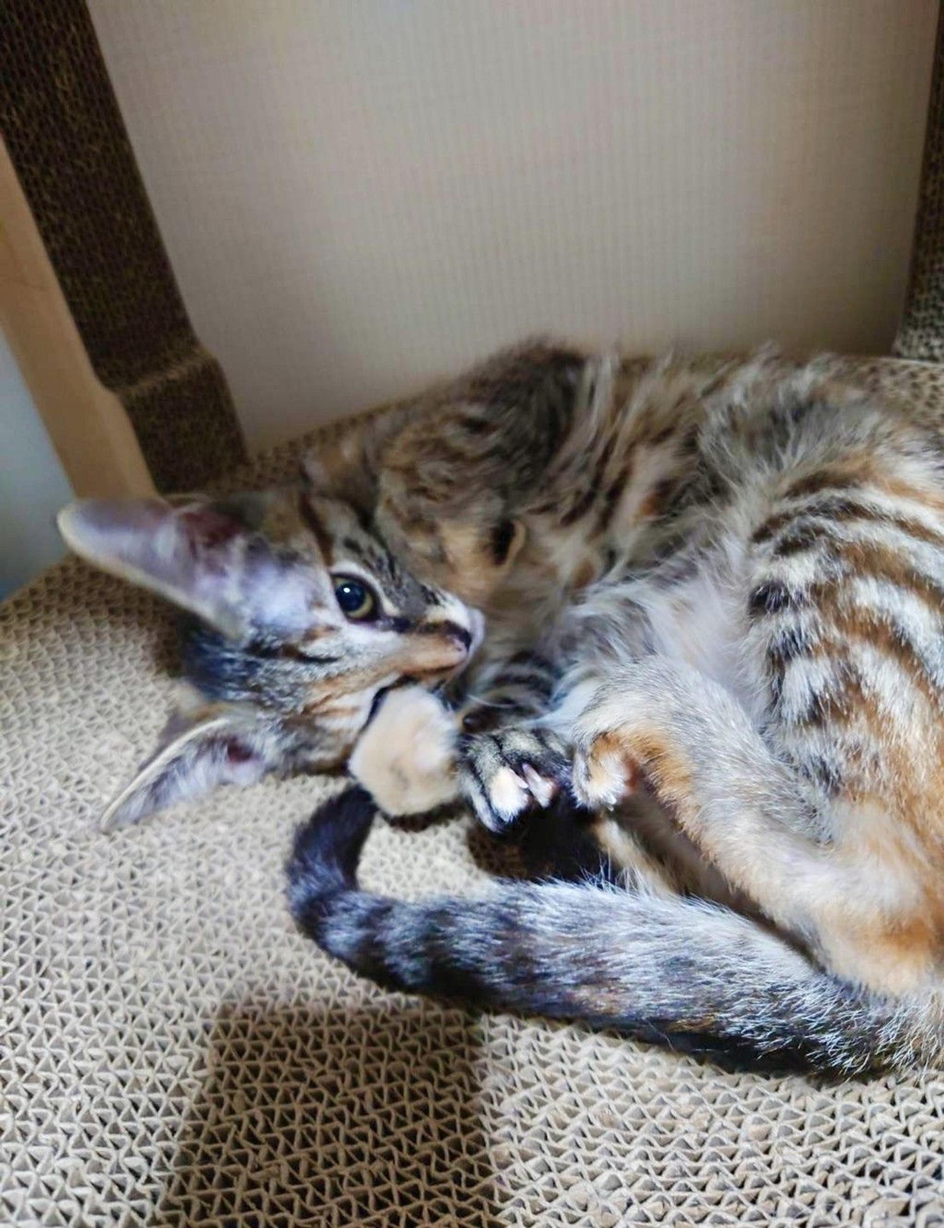 pet-image-3