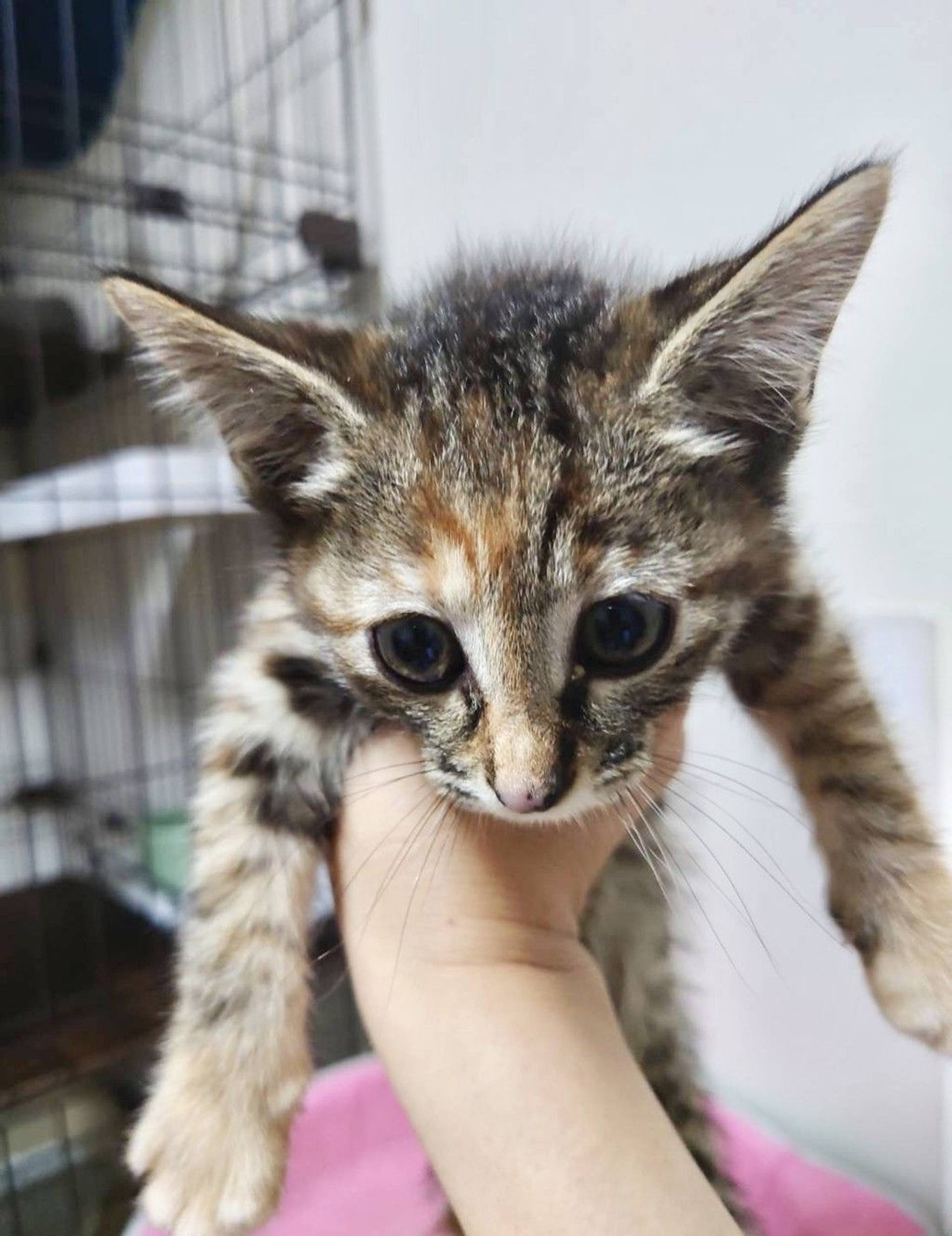 雑種（ミックス猫）・メスの里親募集の写真