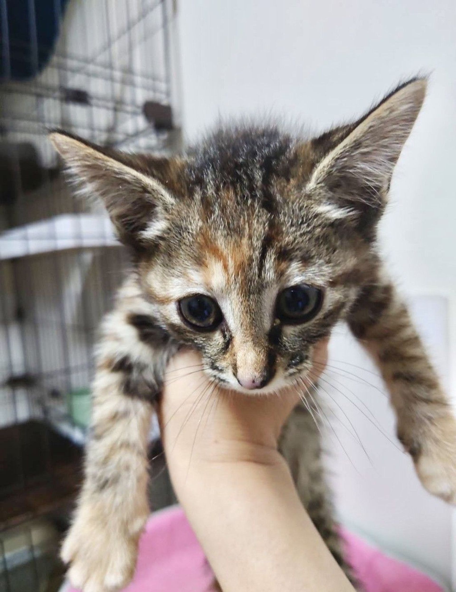 雑種（ミックス猫）・メスの里親募集の写真