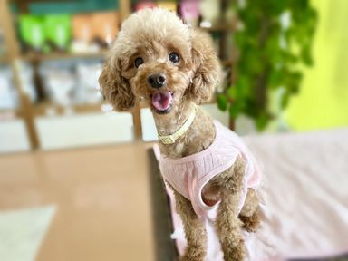 ほしのゆめ