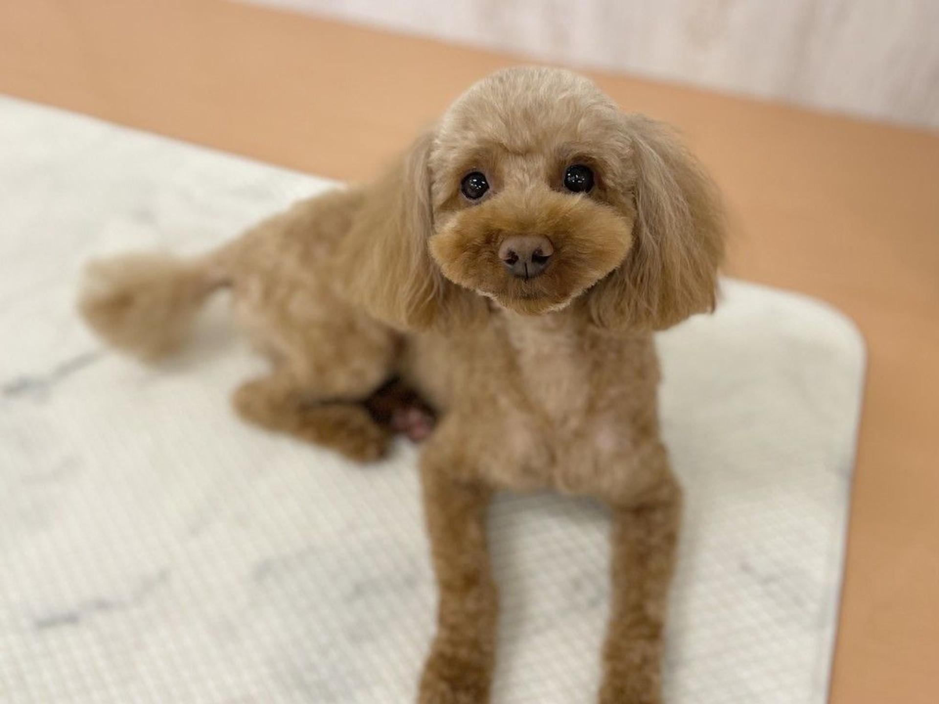 pet-image-2