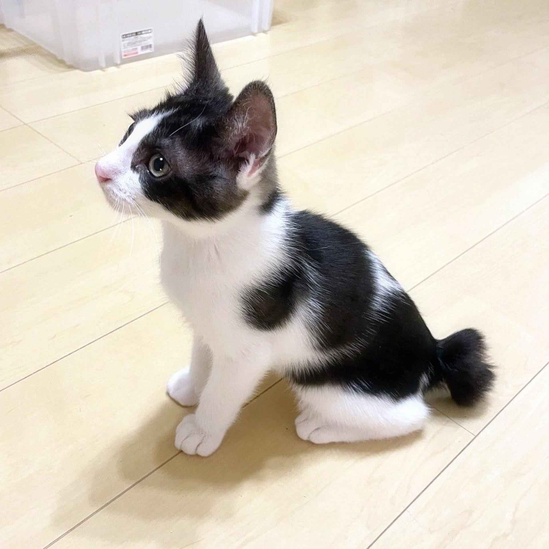 pet-image-5