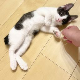 thumb-5
