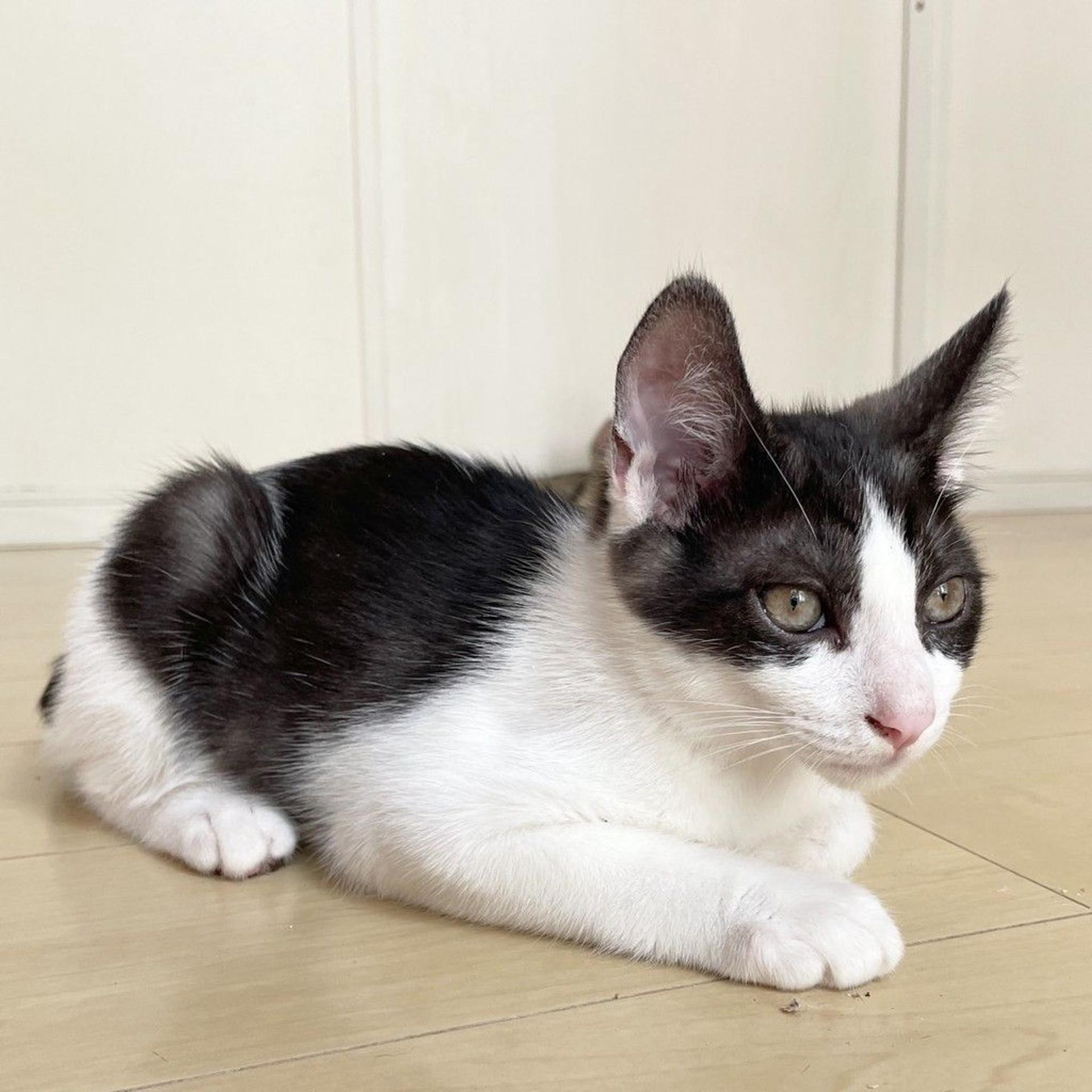 pet-image-4
