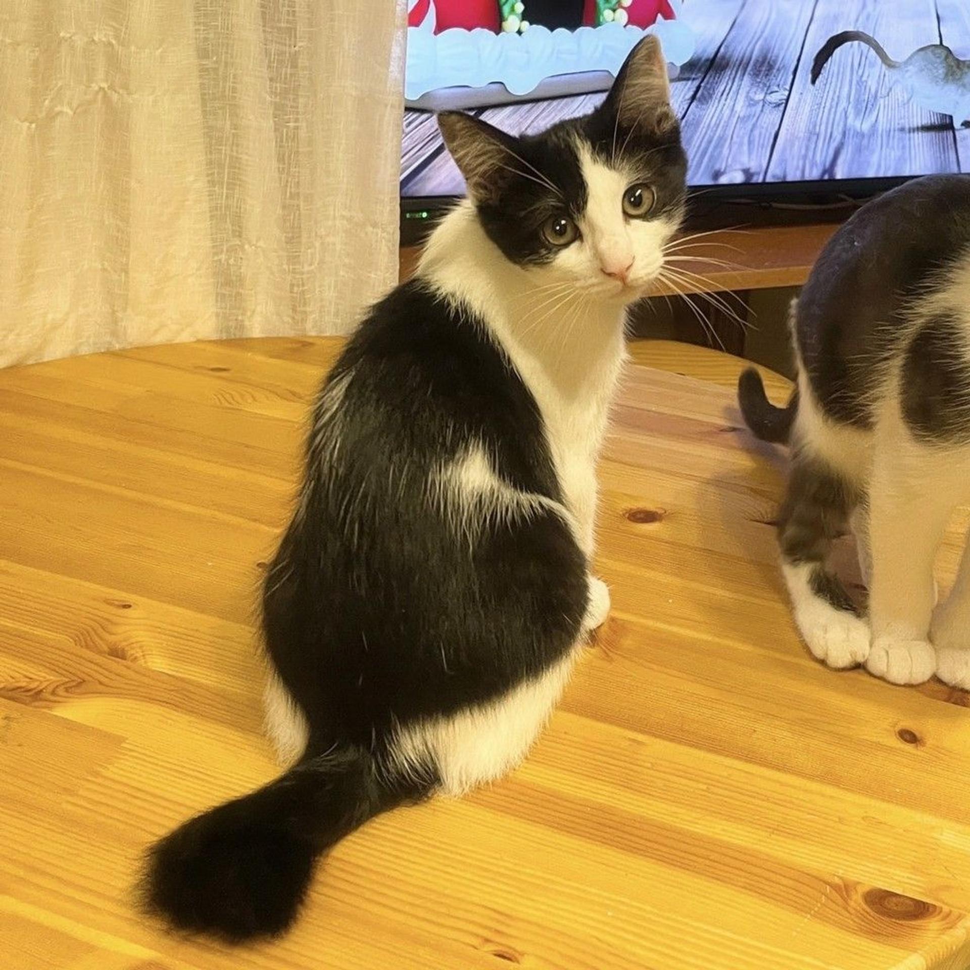 pet-image-6