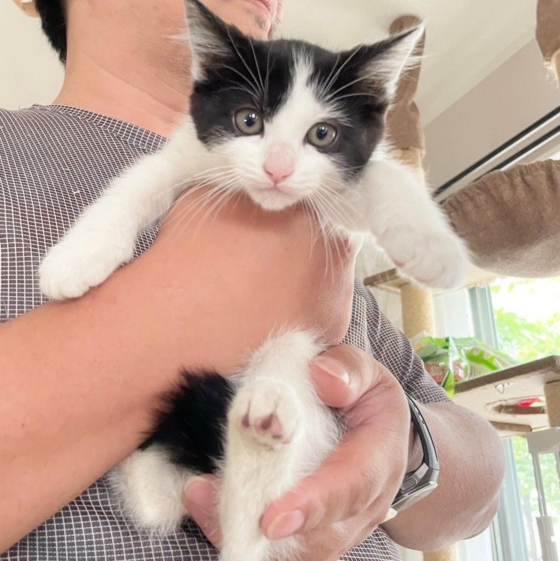 pet-image-3