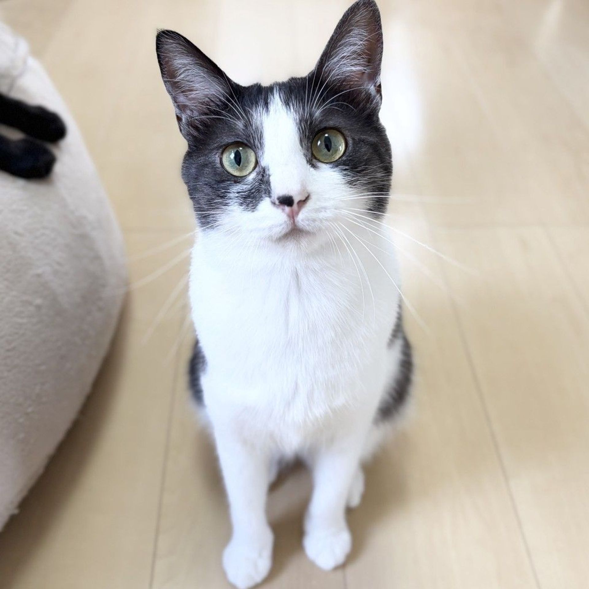 雑種（ミックス猫）・メスの里親募集の写真